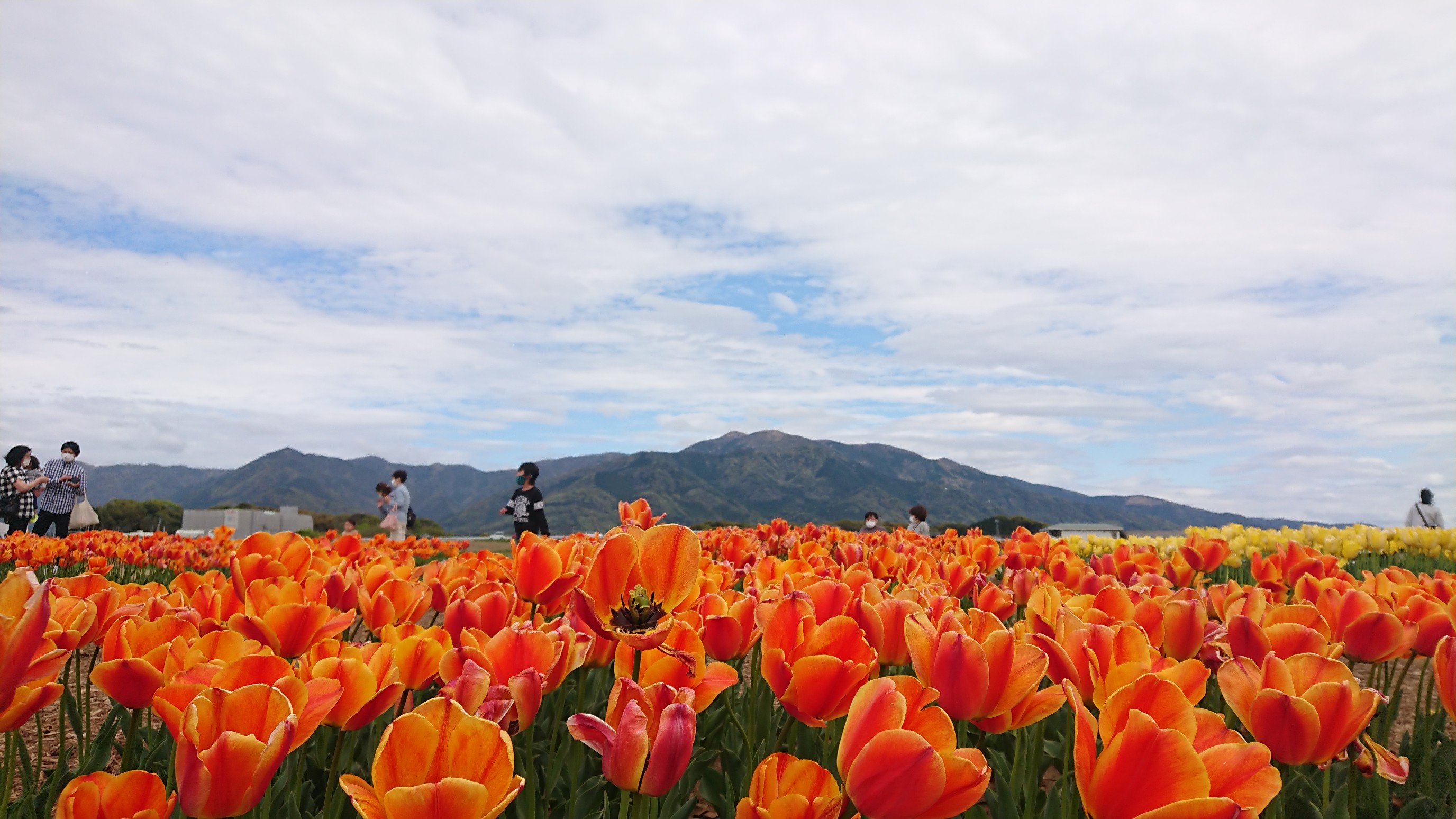 直方チューリップは終わりかけです ヒロキさんのモーメント Yamap ヤマップ