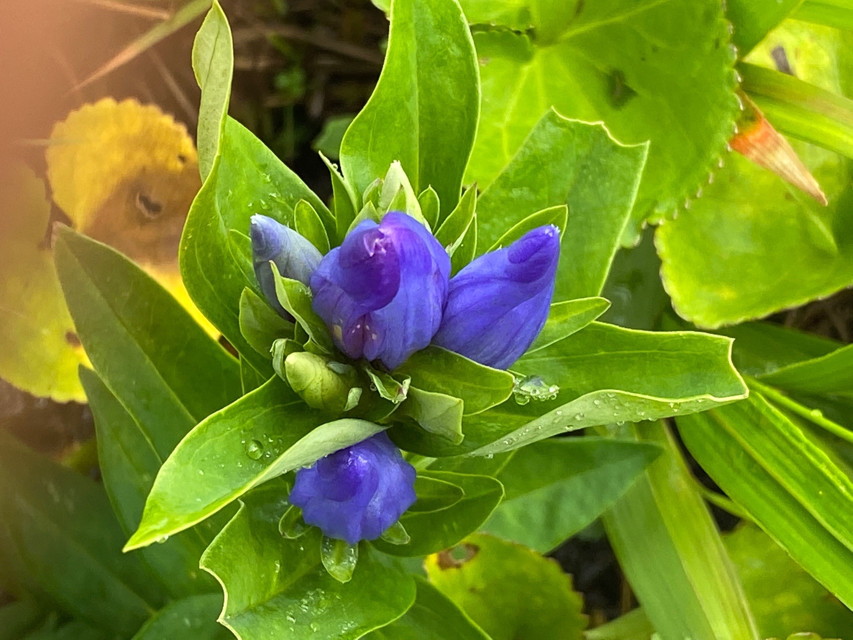 月山 がっさーん 立て ジョー 遊びでねぇんだ 08 13 Goofyさんの月山の活動データ Yamap ヤマップ