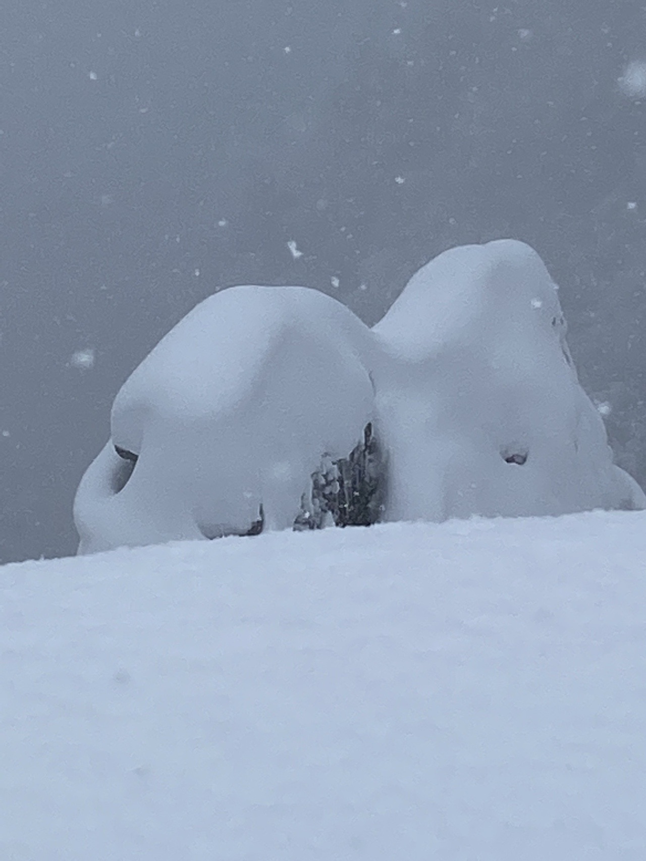 ふかふか雪遊び 小佐波御前山 さかなさんの小佐波御前山の活動データ Yamap ヤマップ