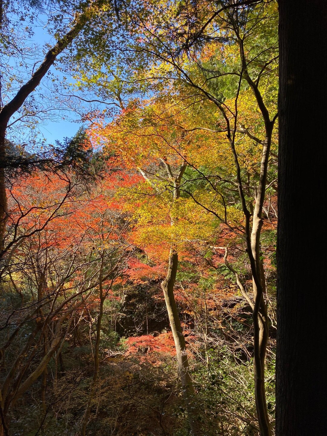 本宮山 / ゆきさんの本宮山・大日山・風頭山の活動データ YAMAP / ヤマップ