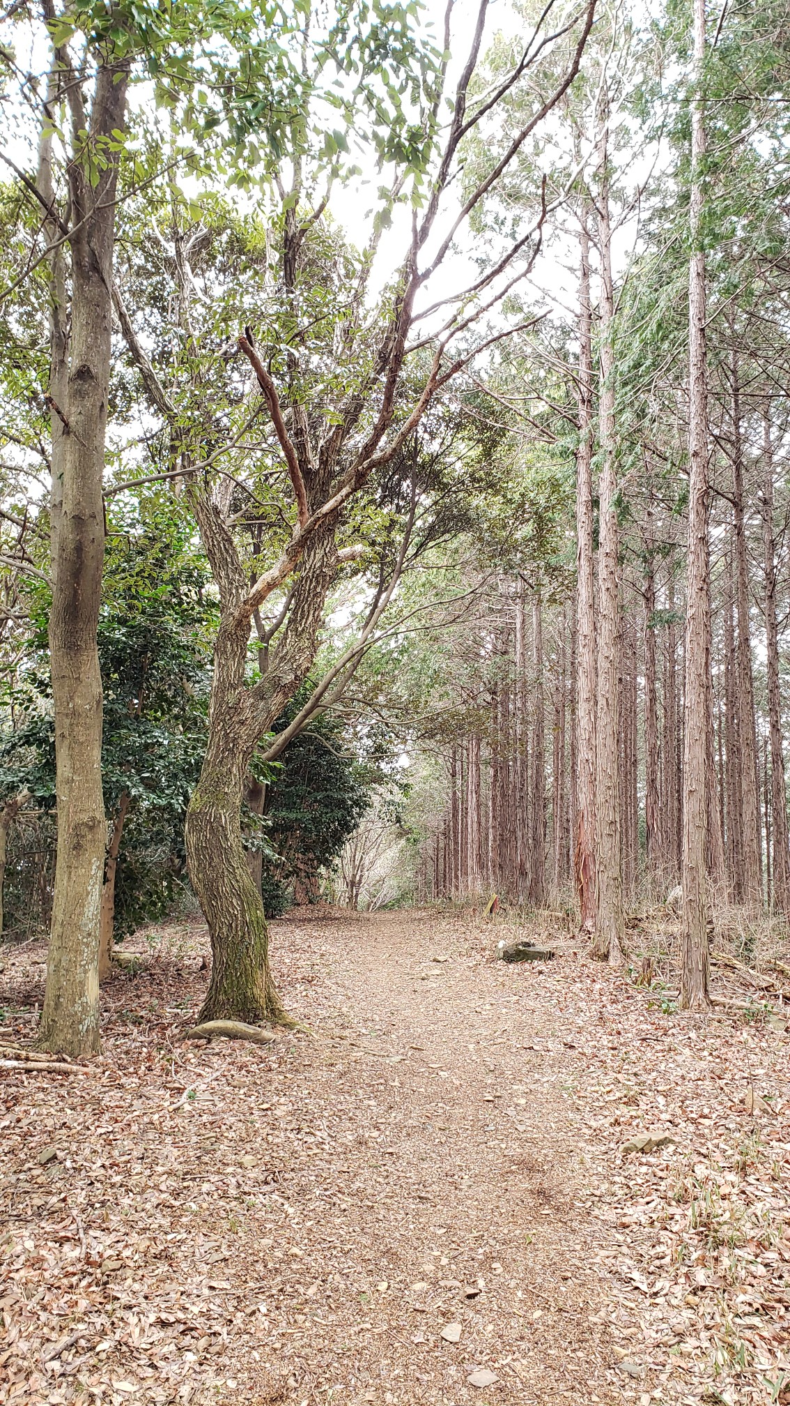 吉祥山 ミスミソウを探して ﾕｴさんの吉祥山の活動データ Yamap ヤマップ
