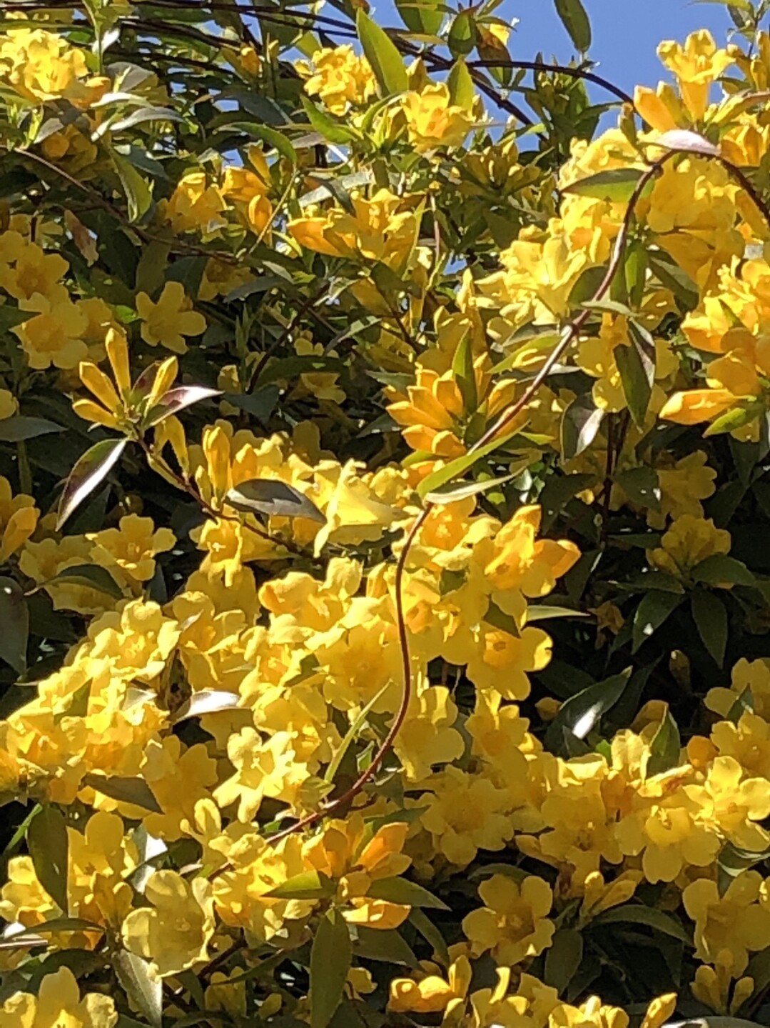 鶴舞公園 名古屋駅 19 04 09 グレープさんの名古屋市の活動日記 Yamap ヤマップ