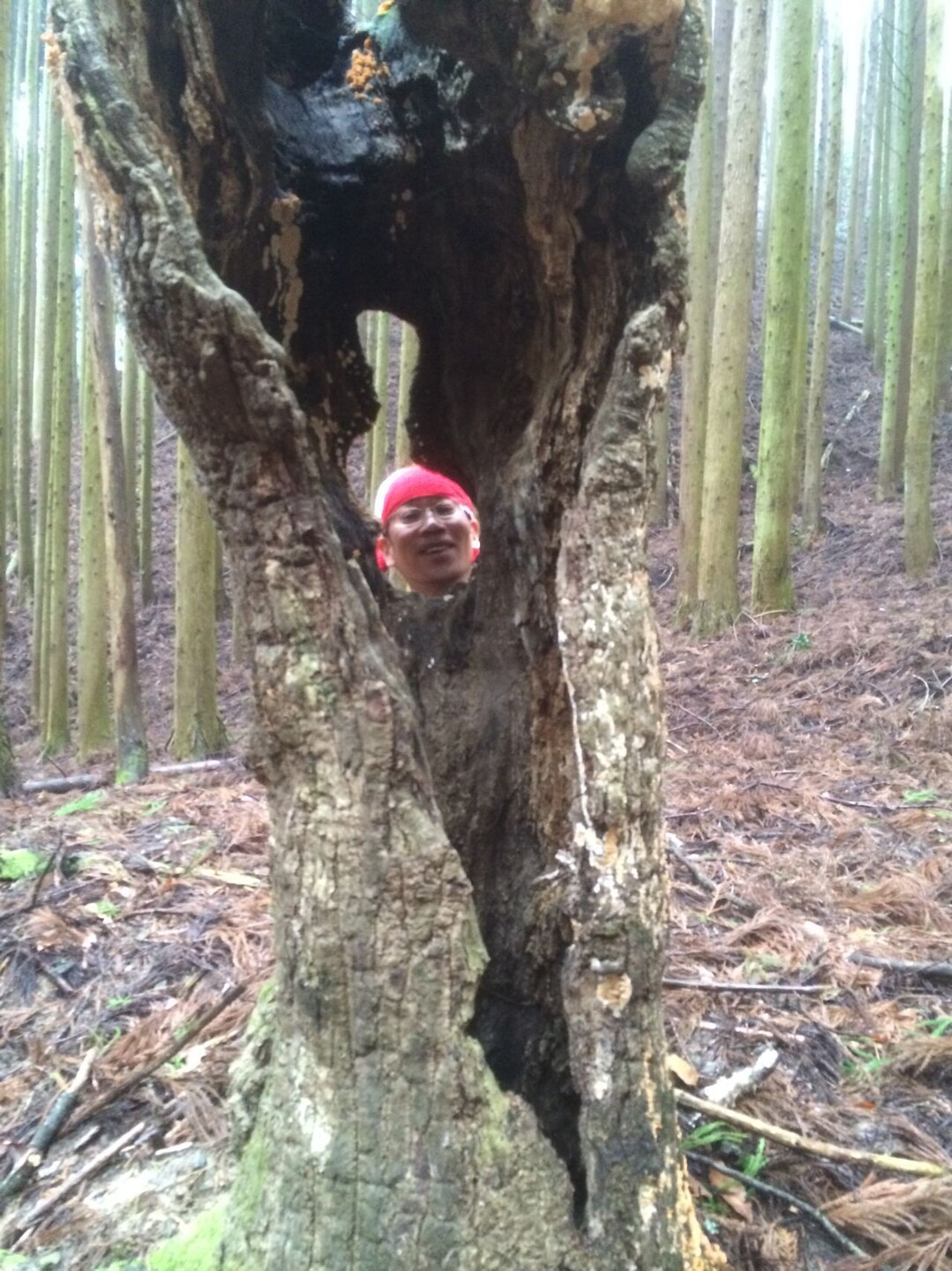 竜仙の滝 白滝 摂津峡 アキラマンさんの竜王山 阿武山の活動データ Yamap ヤマップ