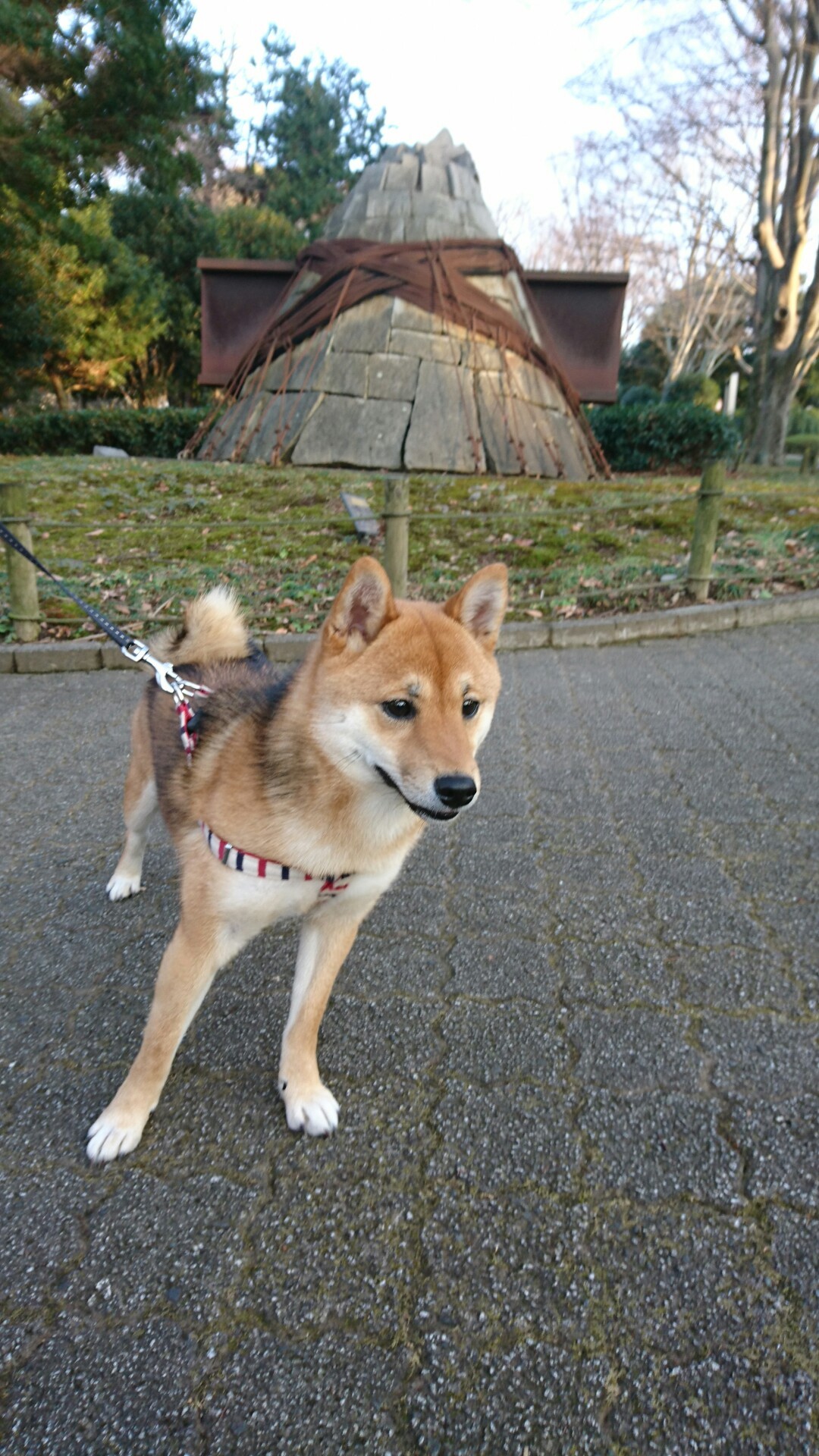 豆柴ココ と静岡県立美術館へお散歩 千明さんの静岡市 清水区 の活動日記 Yamap ヤマップ