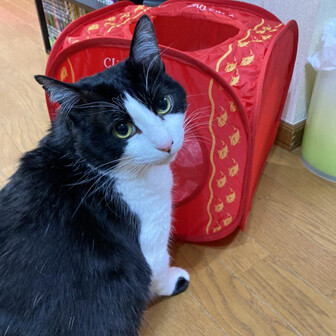 橋本 和昭