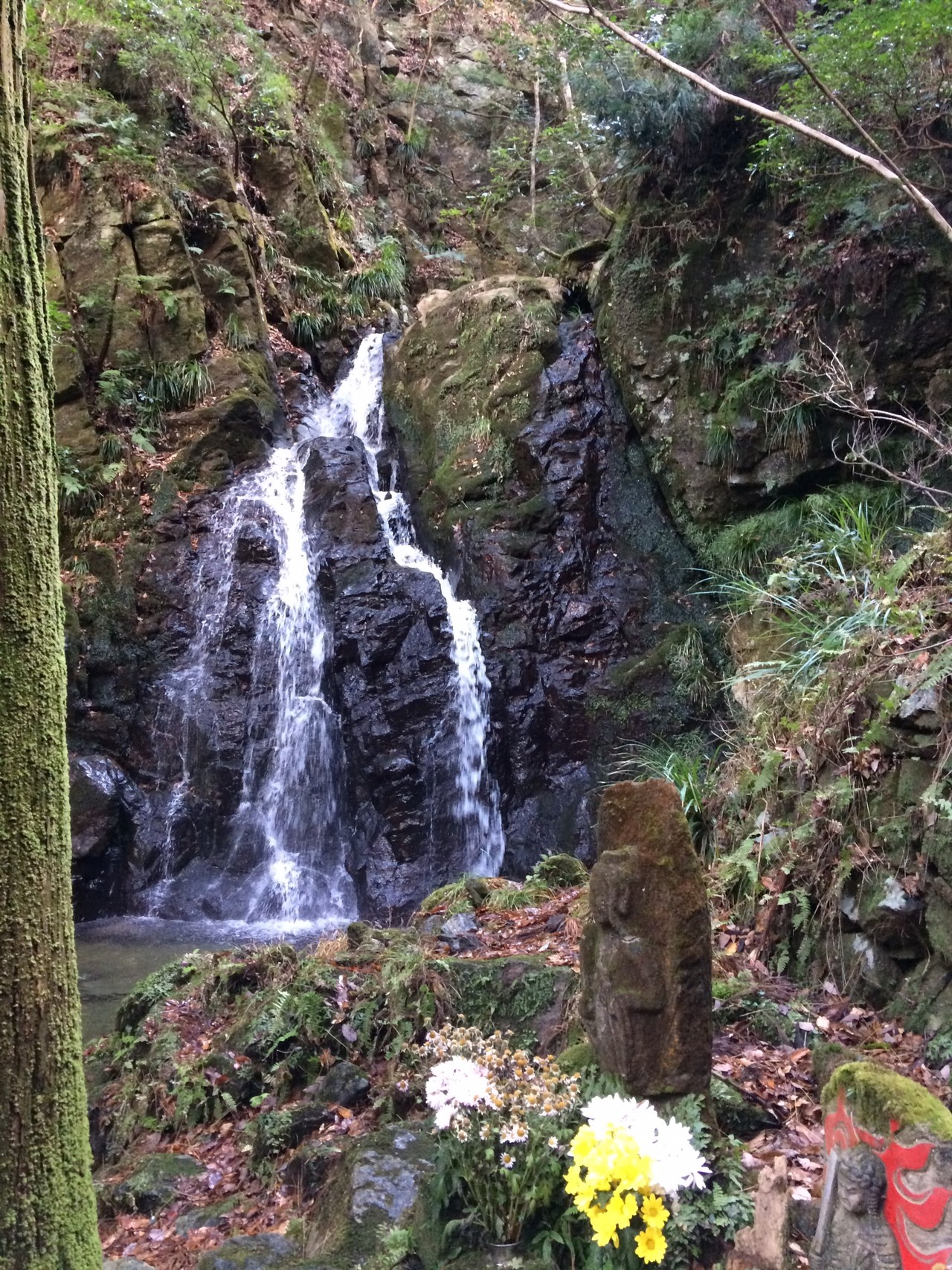 日立ジオサイトの小木津山自然公園付近 東連津川 コースへgo Mac Nyamin さんの日立アルプストレイル 神峯山の活動データ Yamap ヤマップ