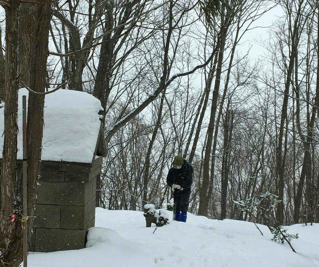 練シュー 於 初五天山 三角山 大倉山 円山の写真6枚目 飼い犬のコマコです Yamap ヤマップ
