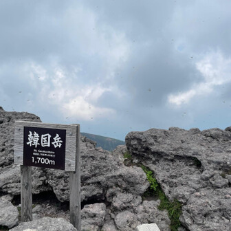 トンボめっちゃいる