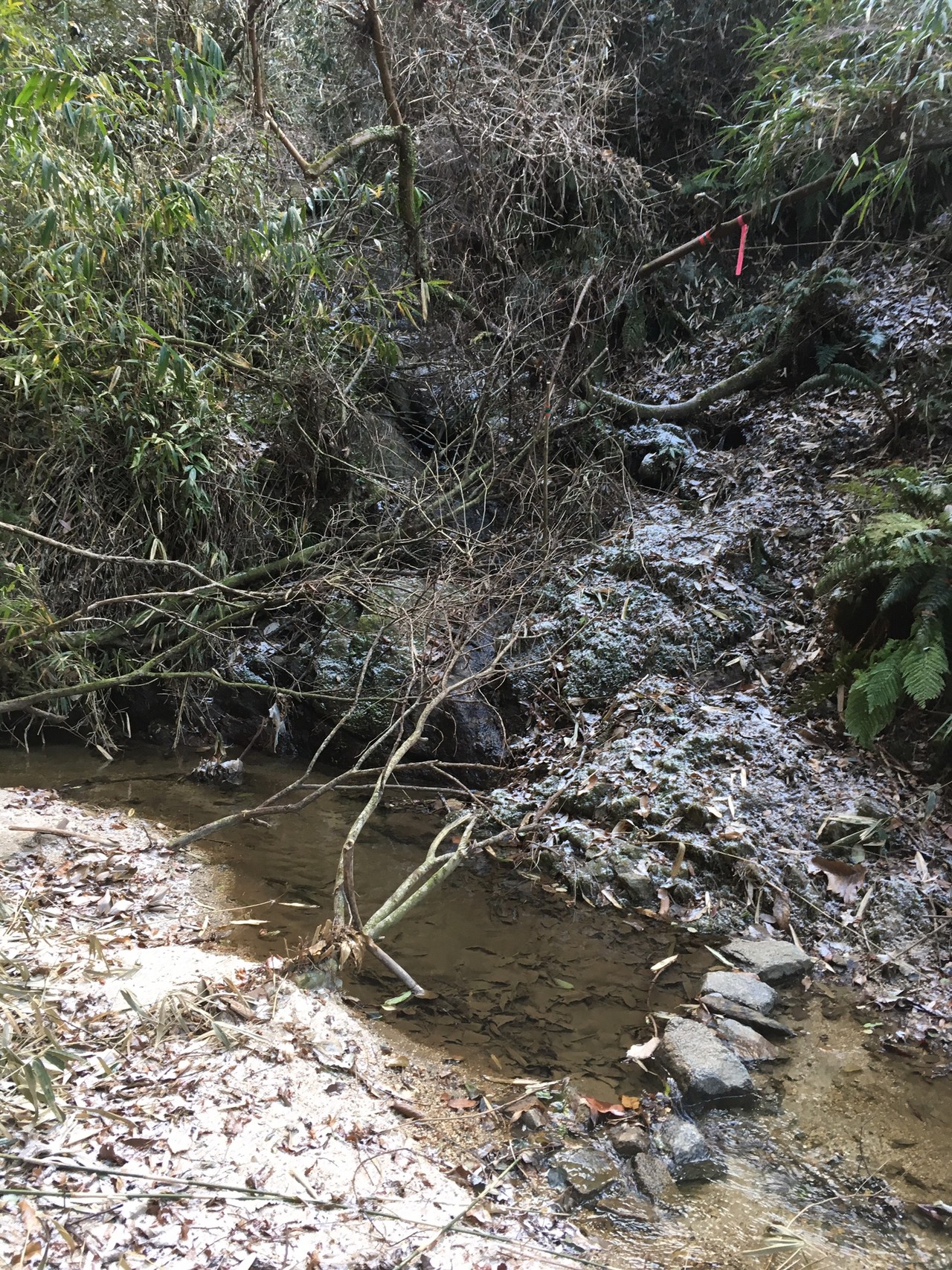生駒山 忘れられた道 箕後川 雌滝雄滝へ エウさんの生駒山 神津嶽 大原山の活動データ Yamap ヤマップ
