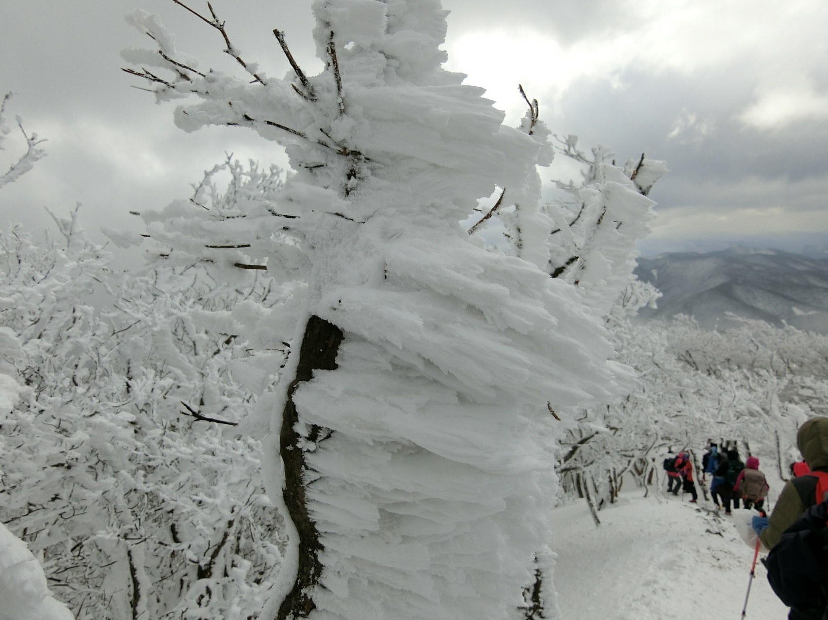 高見山 樹氷 エビの尻尾を見に行こう きっしゃんさんの高見山 黒石山 天狗山の活動データ Yamap ヤマップ