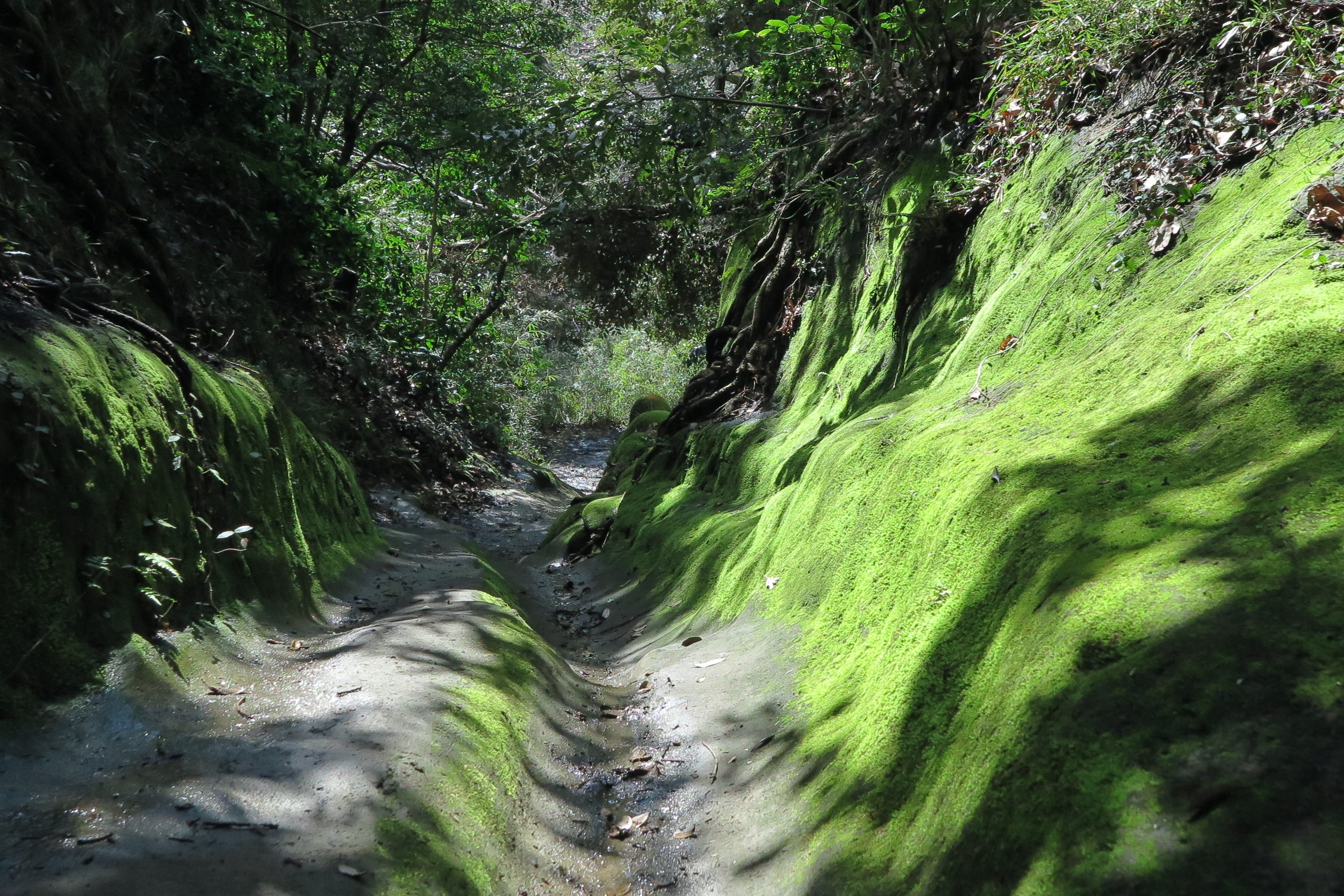 初めての鎌倉 鎌倉アルプス縦走 大平山 天台山 03 15 シリウスさんの鎌倉アルプス 大平山 天台山 の活動データ Yamap ヤマップ