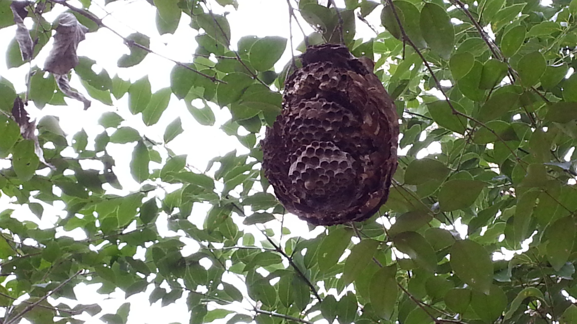 香川 仏生山クレーター五座 里山 周回 Tokyo Catさんの高松市の活動データ Yamap ヤマップ