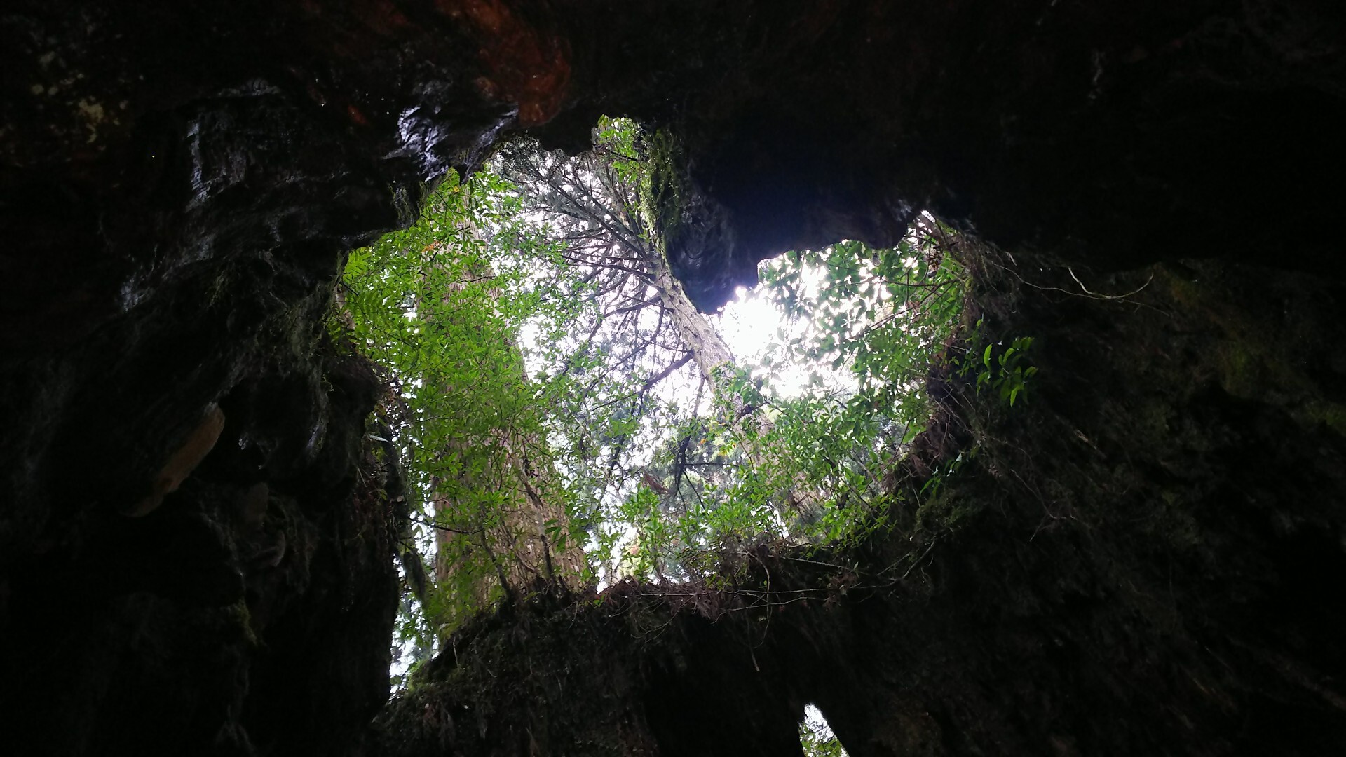 雪と苔の縄文杉 ヒロシンさんの屋久島 宮之浦岳の活動日記 Yamap ヤマップ