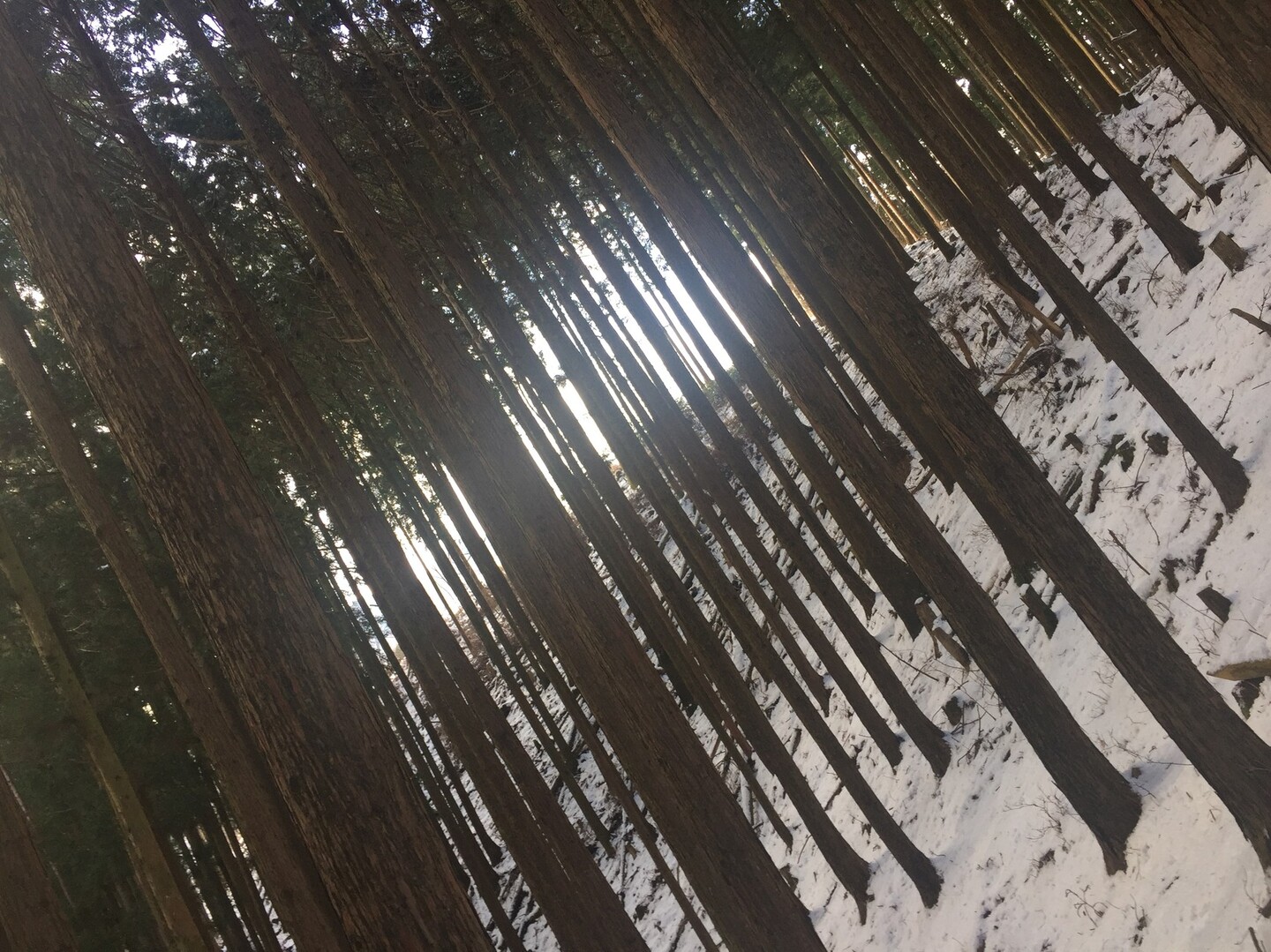 イタトン ﾟdﾟ ﾉ 三峰山 学能堂山の写真4枚目 木漏れ日キレイ キラキラ ヒリヒリ Yamap ヤマップ