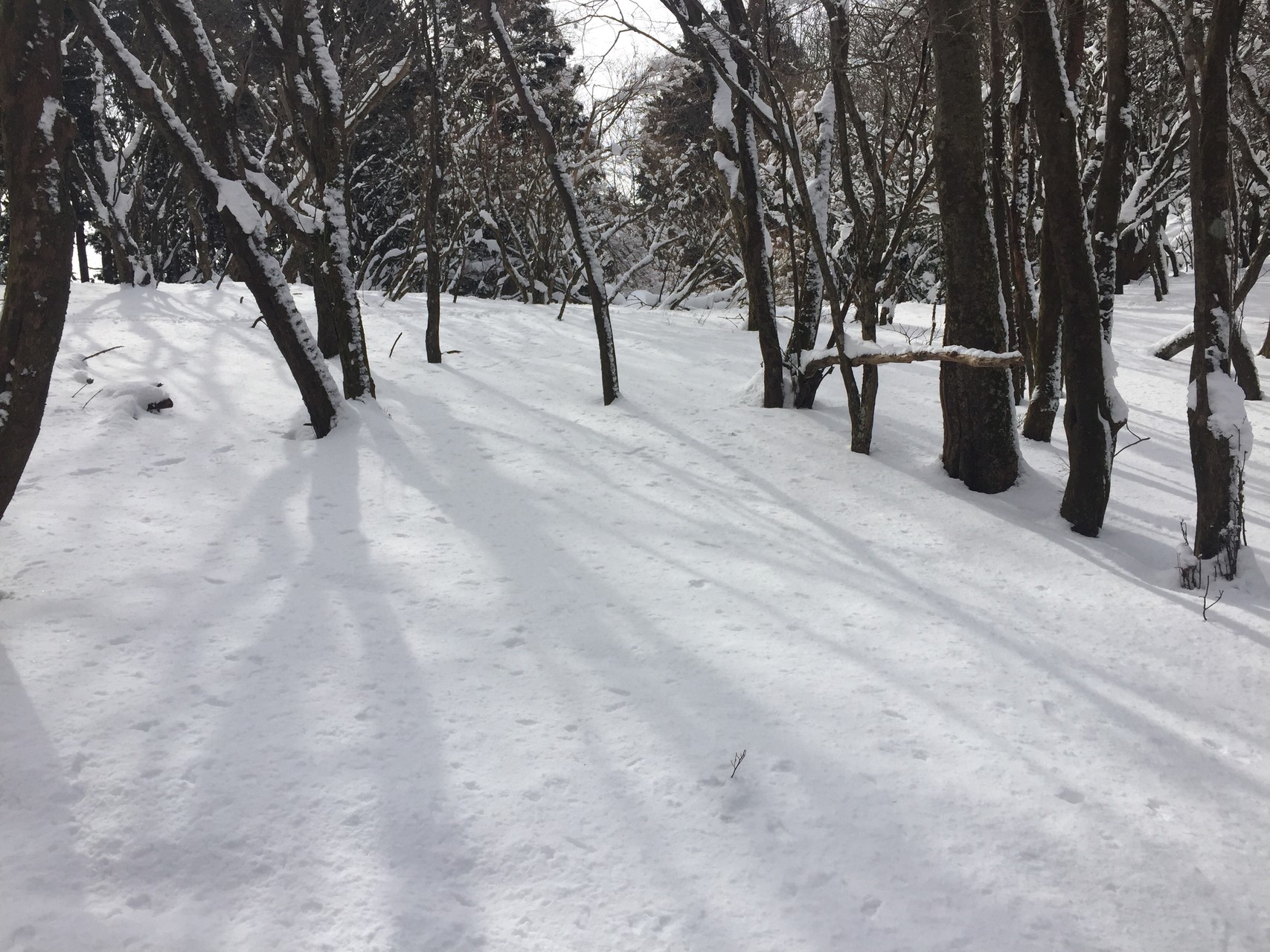 イタトン ﾟdﾟ ﾉ Nishinさんの三峰山 学能堂山の活動日記 Yamap ヤマップ