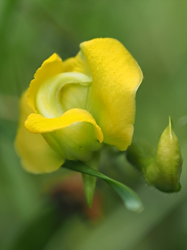 夏の草花を求めて 阿蘇外輪山 千紫万紅さんのハイキングの活動日記 Yamap ヤマップ