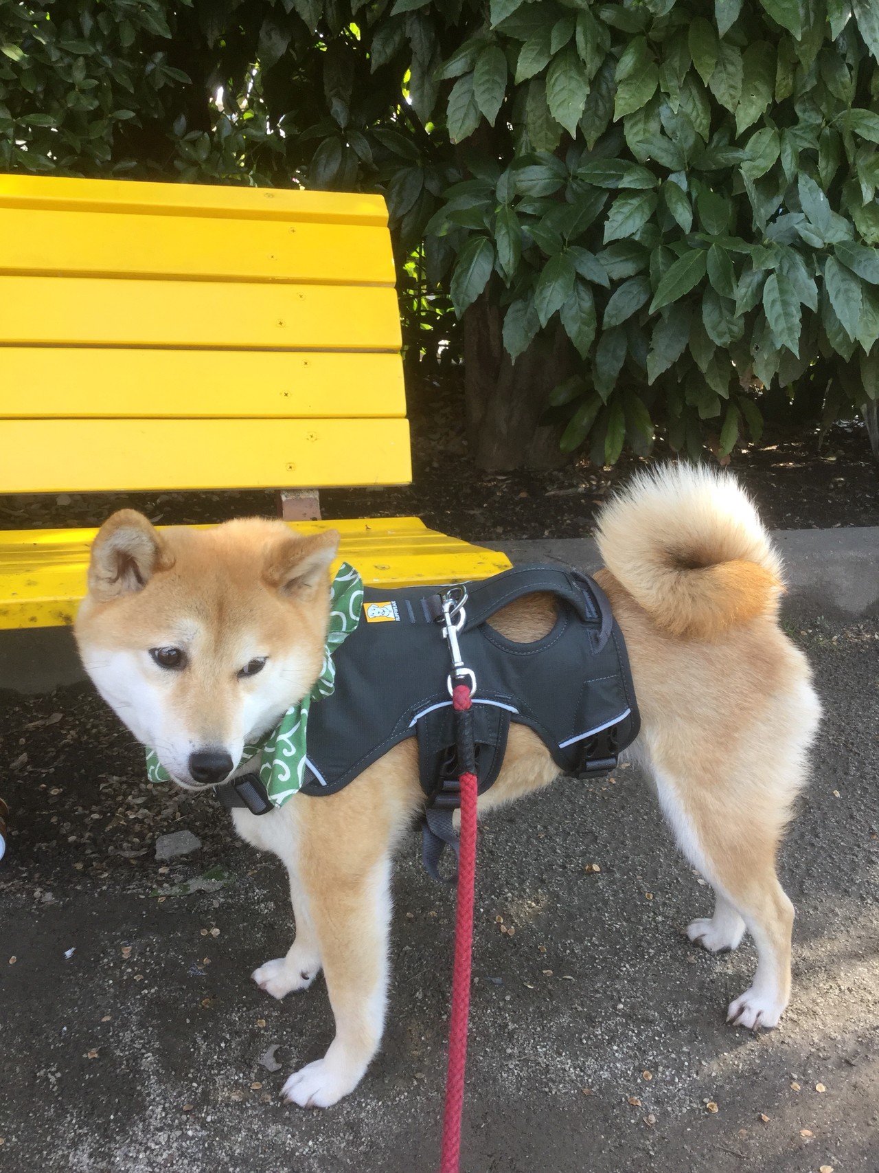 柴犬あんず ハーネスデビュー のろぞうさんの東京都23区 東エリアの活動日記 Yamap ヤマップ