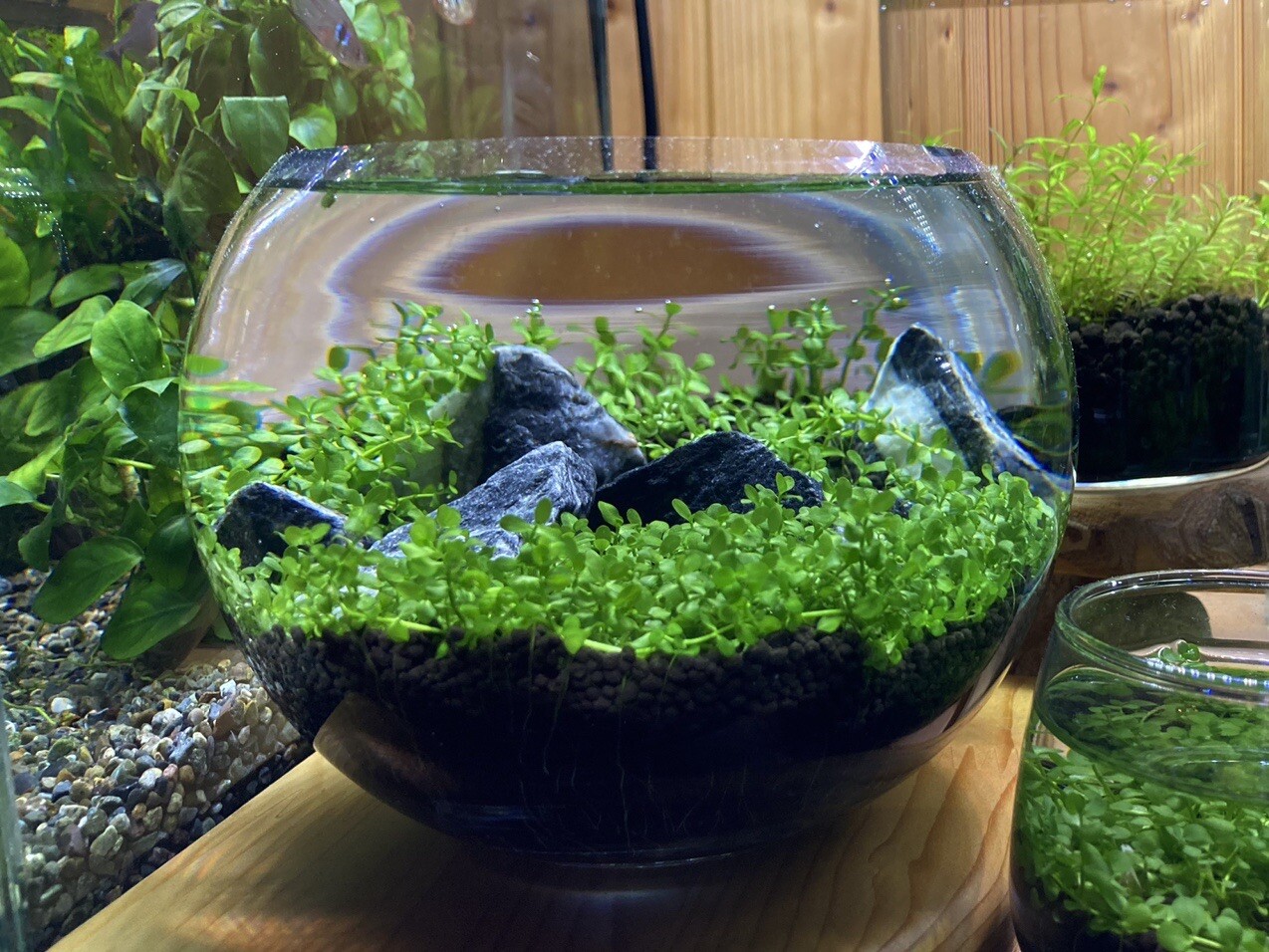 山岳レイアウト ボトルアクアリウム けにぃさんのモーメント Yamap ヤマップ