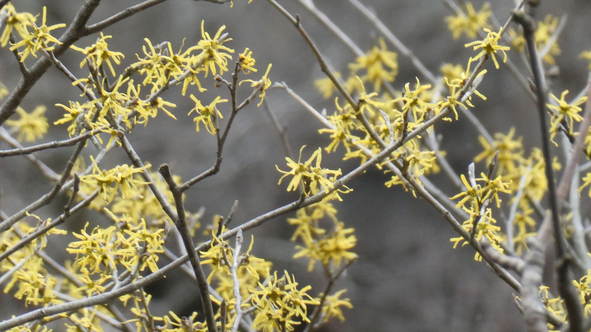 マンサクの花と春の花シーズンに向けたソロトレーニング 赤川登山口から久住山 中岳 天狗ケ城 03 13 田園風景さんの九重山 久住山 大船山 星生山の活動日記 Yamap ヤマップ