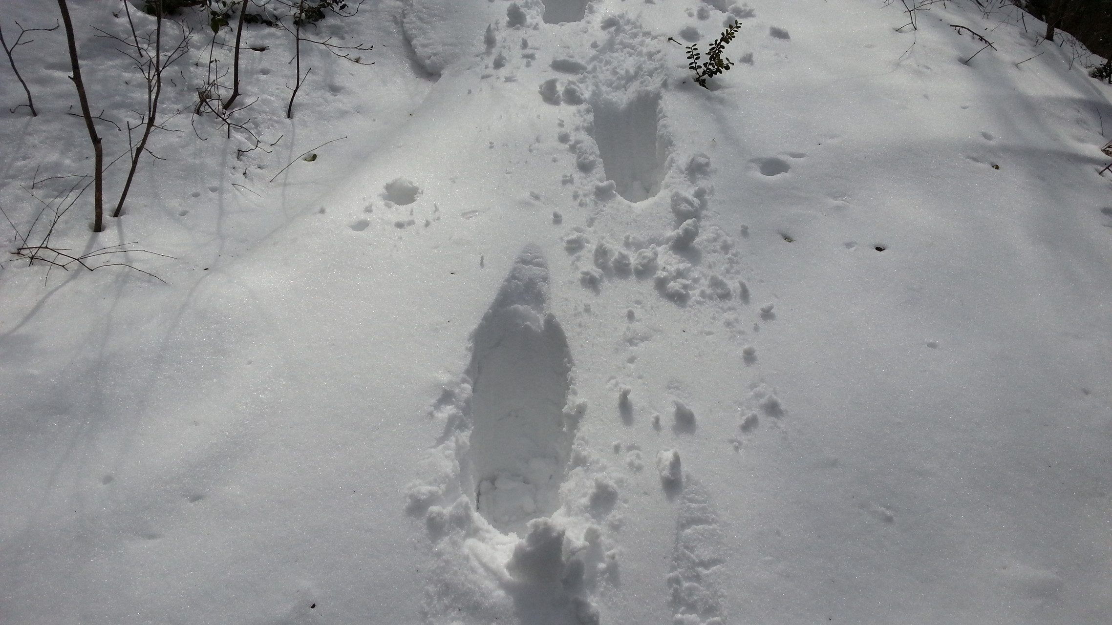 香川 阿讃山脈で雪の阿波竜王山を目指したが Tokyo Catさんの竜王山 讃岐山脈 大川山の活動日記 Yamap ヤマップ