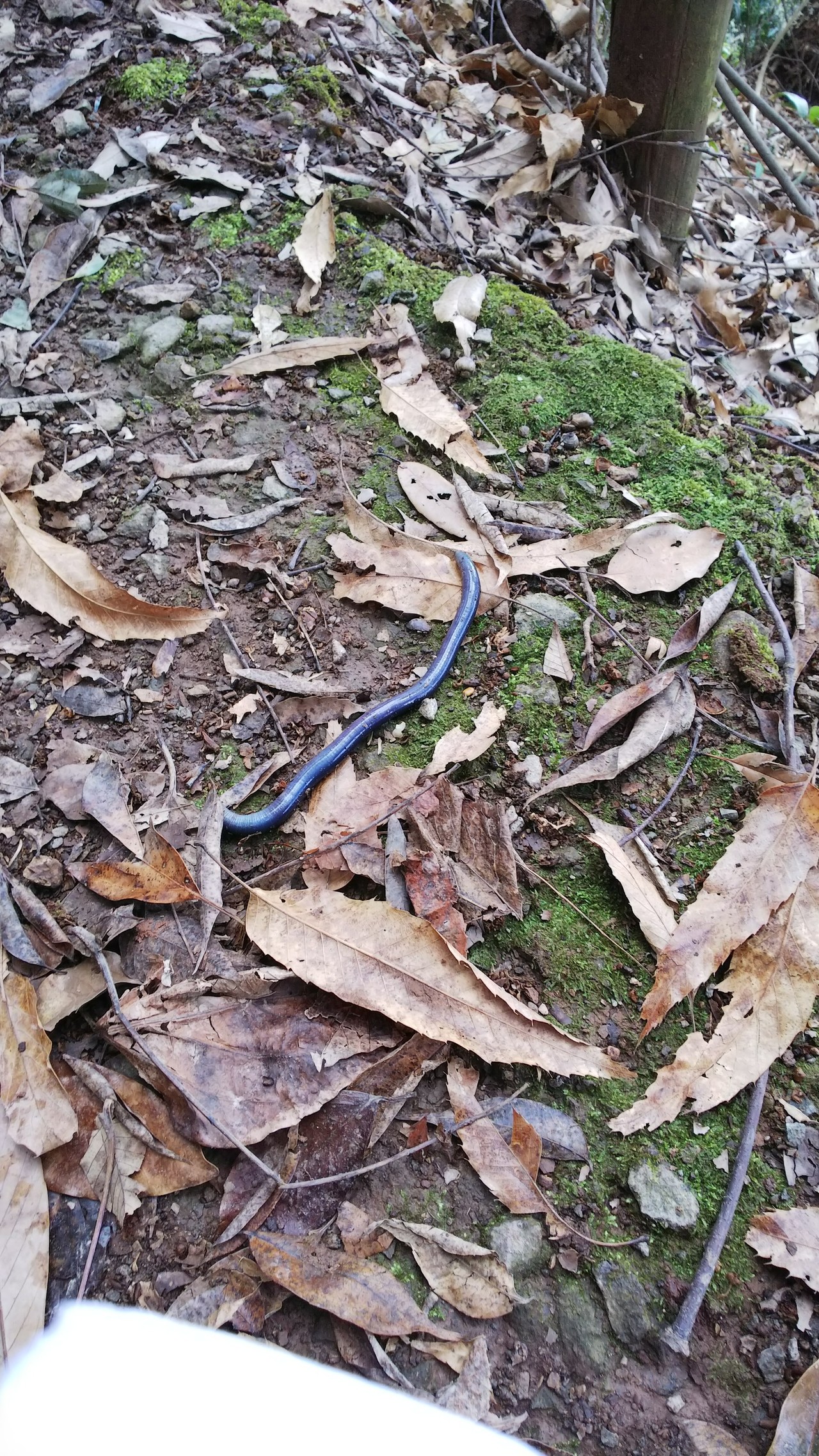 雁回山 自然観察会 もいもいさんの熊本市 南エリアの活動データ Yamap ヤマップ