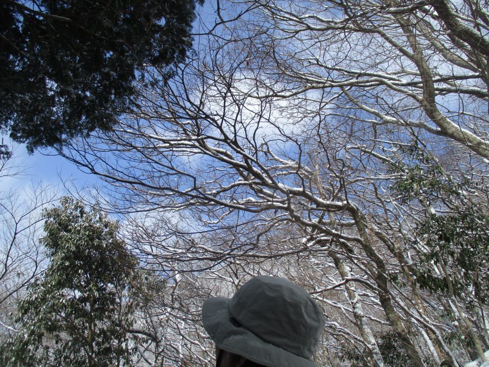 雪山登山 青野山 ハマｋｂｔさんの青野山の活動日記 Yamap ヤマップ