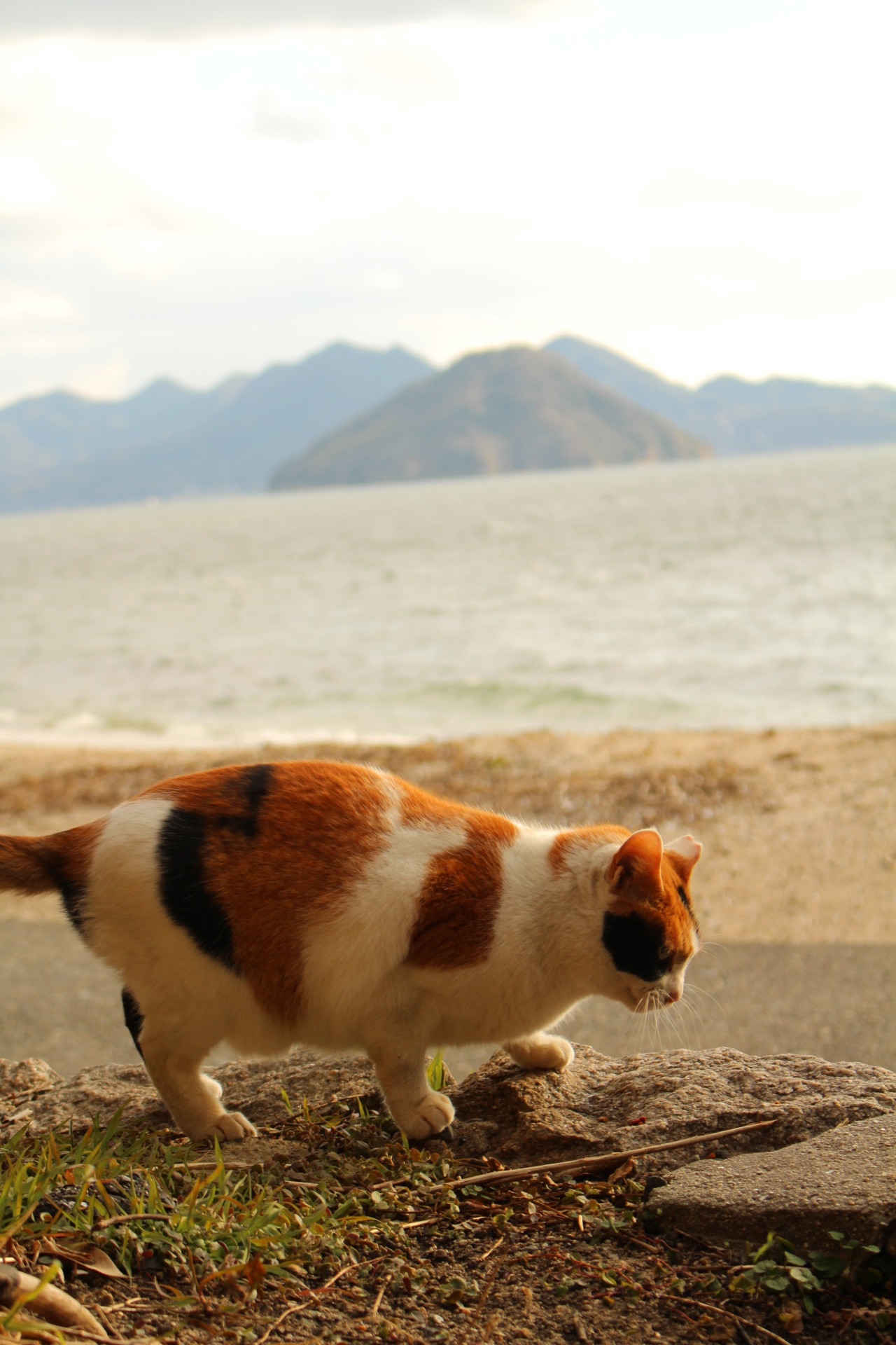 夕やけニャンニャン 物理 南区元宇品町の58 0m峰と52 0m峰 広島超低山シリーズ Vol 5 るぷるどぅさんの広島市の活動日記 Yamap ヤマップ