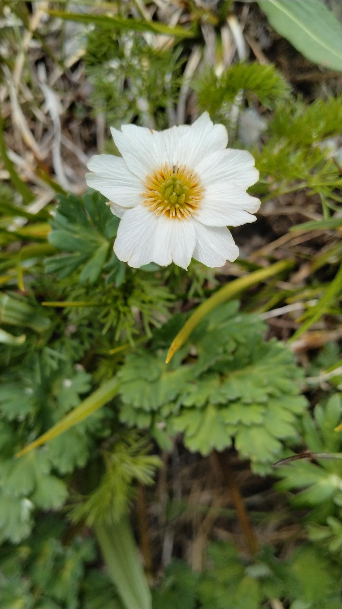 山野草　超希少斑入り　北岳草 山野草 超希少斑入り 北岳草 キタダケソウを見に来ただけ〜。(北岳) /