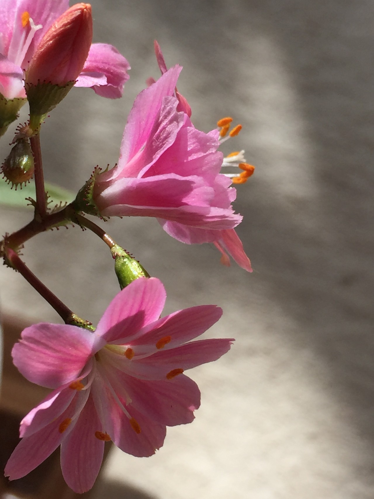 ん とっこさんの筑紫野市の活動日記 Yamap ヤマップ