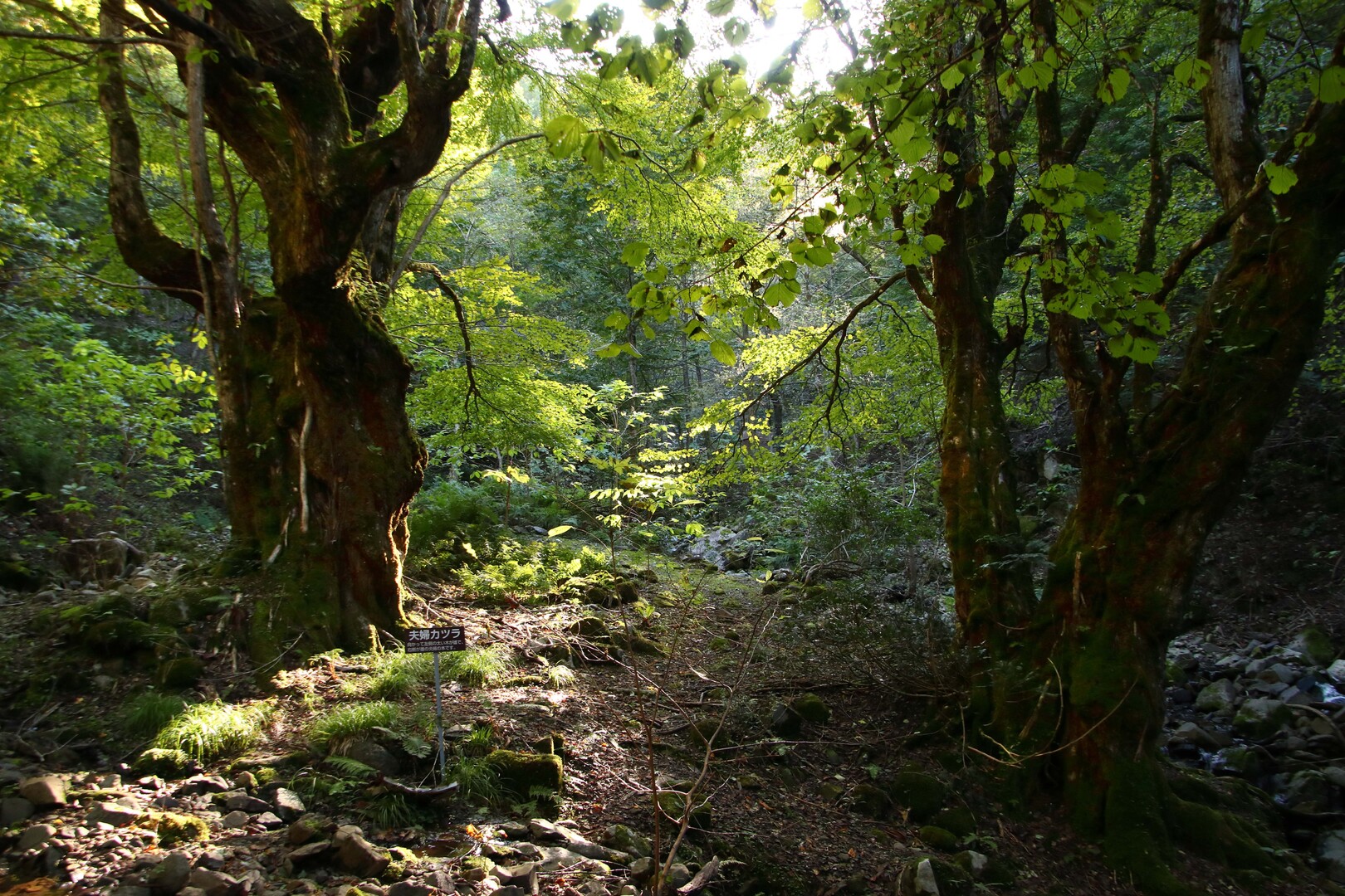 孤高の山 蘇武岳 蘇武岳の写真77枚目 この鬱蒼とした森の中でコーヒーブレイク Yamap ヤマップ