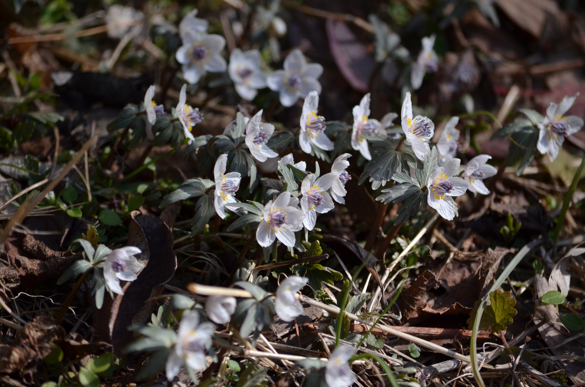 花に飢えた雪鬼は 節分草 の花を見て跡形もなく融けてしまいましたとさ Zakkamanさんの天神山 岡山県 の活動データ Yamap ヤマップ