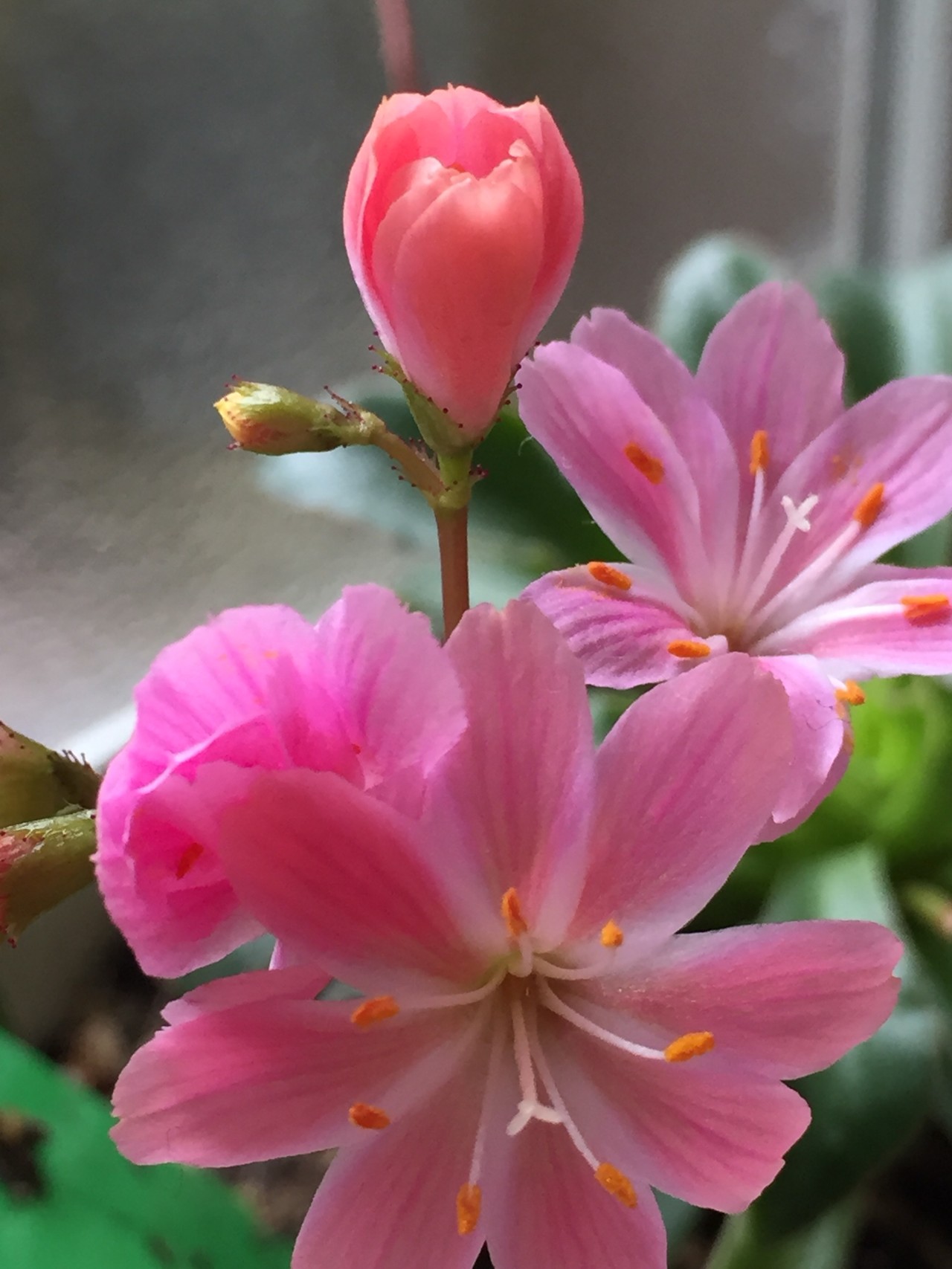 ん とっこさんの筑紫野市の活動日記 Yamap ヤマップ