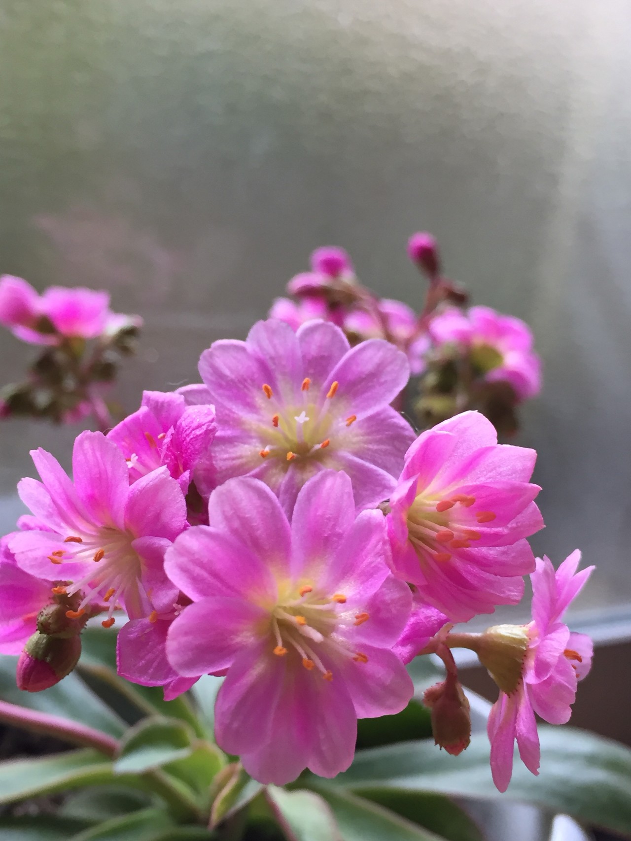 ん とっこさんの筑紫野市の活動日記 Yamap ヤマップ