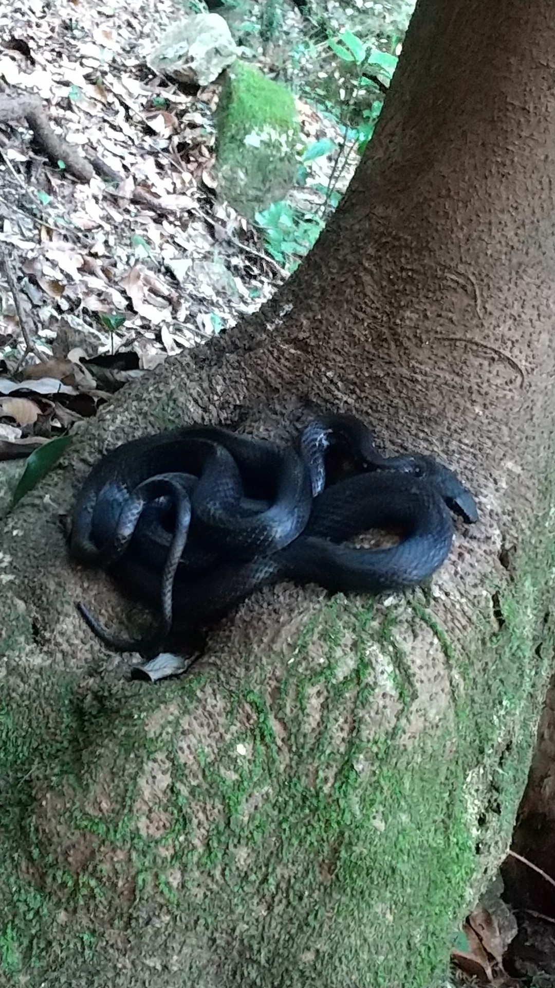 とぐろを巻く蛇 三郡山 猫がモトラをさんの宝満山 三郡山 若杉山の活動データ Yamap ヤマップ