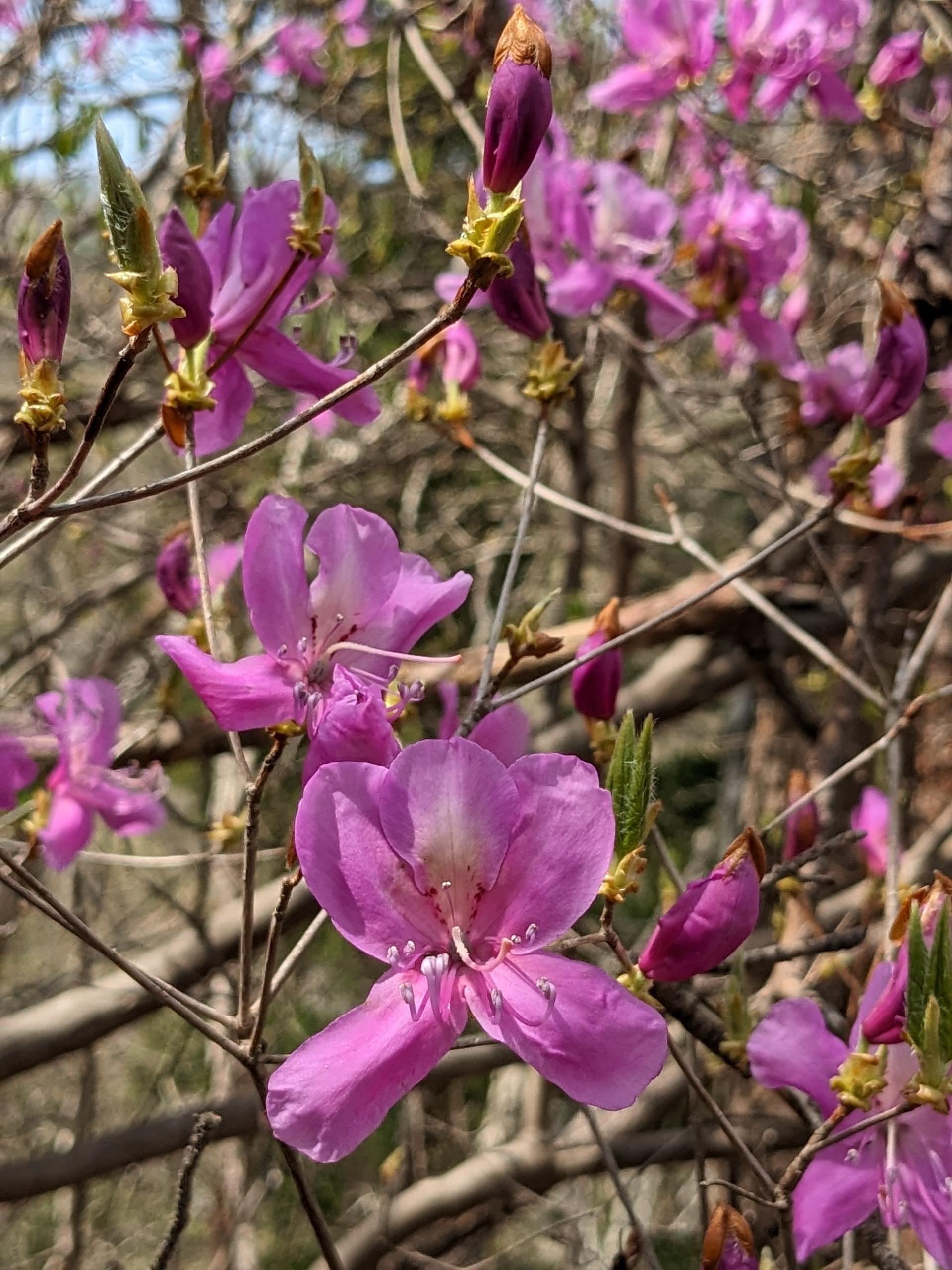 ◇◇ミツバツツジ 山取 ◇◇341