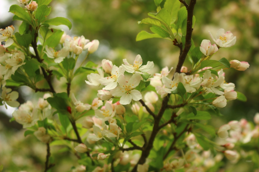 満開のズミの花 悠汰さんの日光白根山 五色山 錫ヶ岳の活動データ Yamap ヤマップ