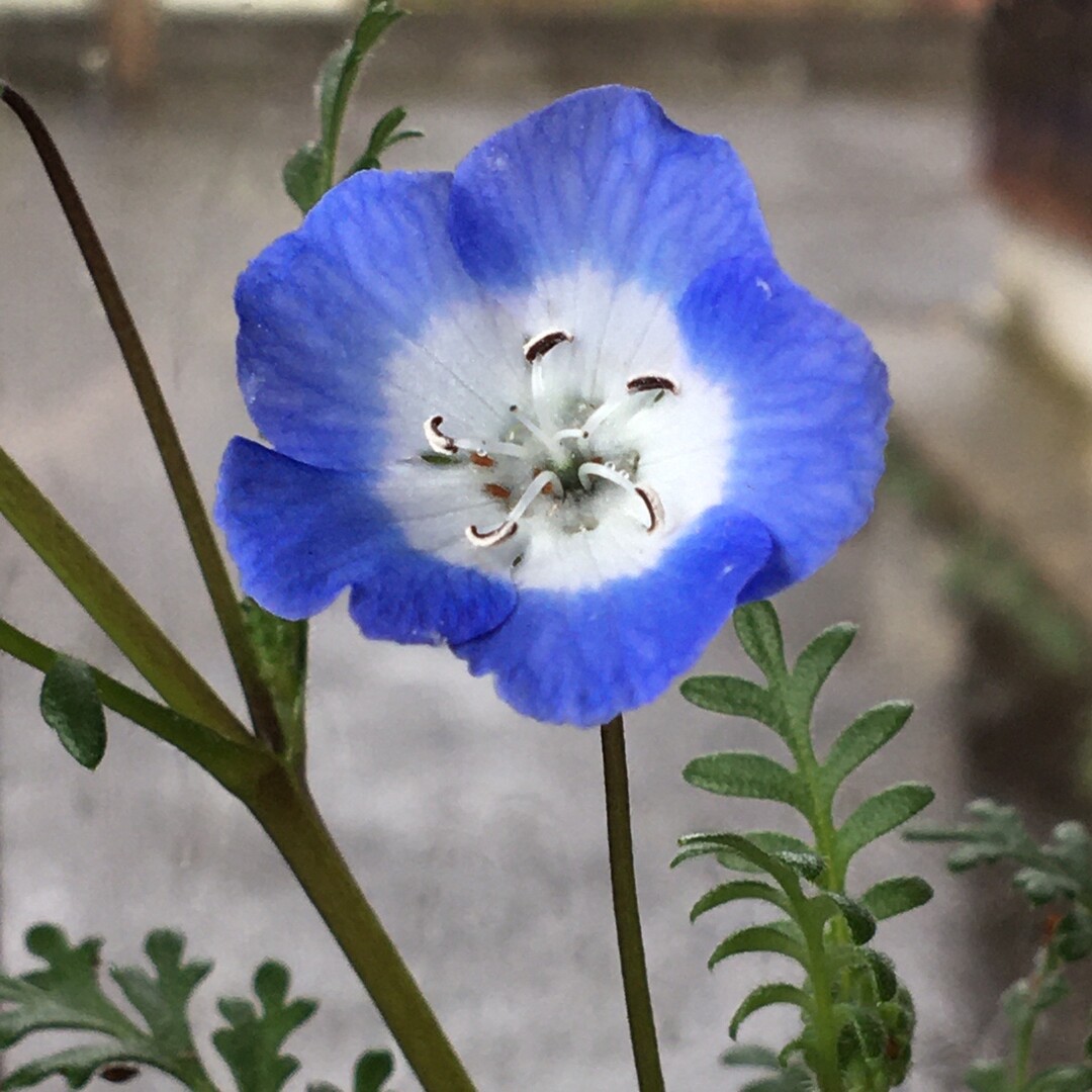 鉢植え の ネモフィラ が咲きました ハンモックさんのモーメント Yamap ヤマップ