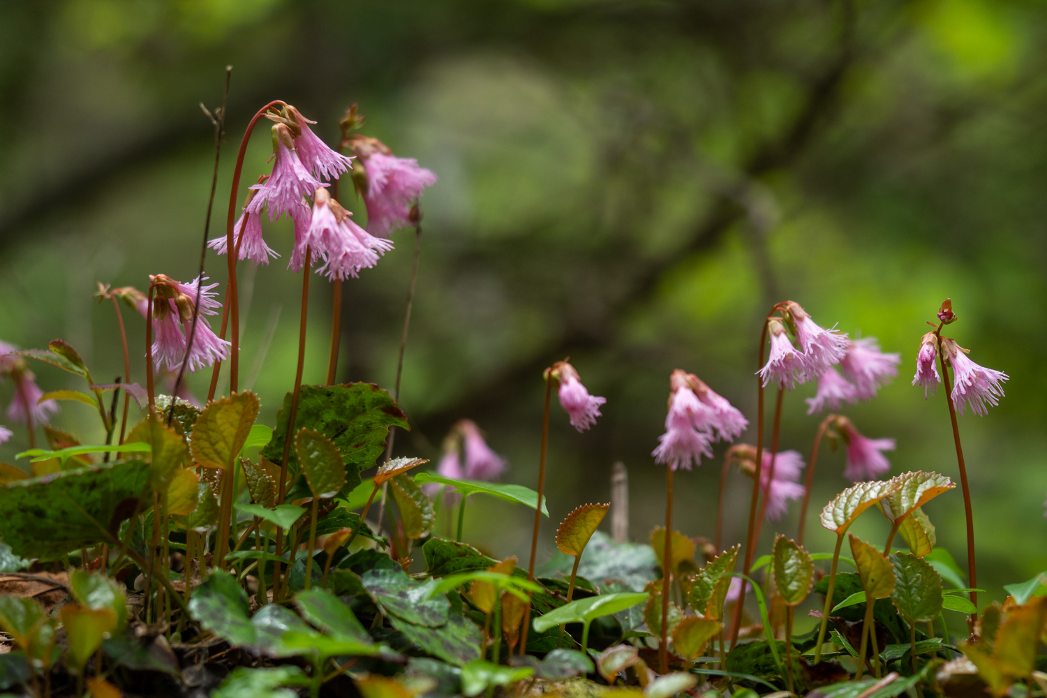 八ヶ岳中腹の花巡り 06 21 よかさんの八ヶ岳 赤岳 硫黄岳 天狗岳 の活動データ Yamap ヤマップ