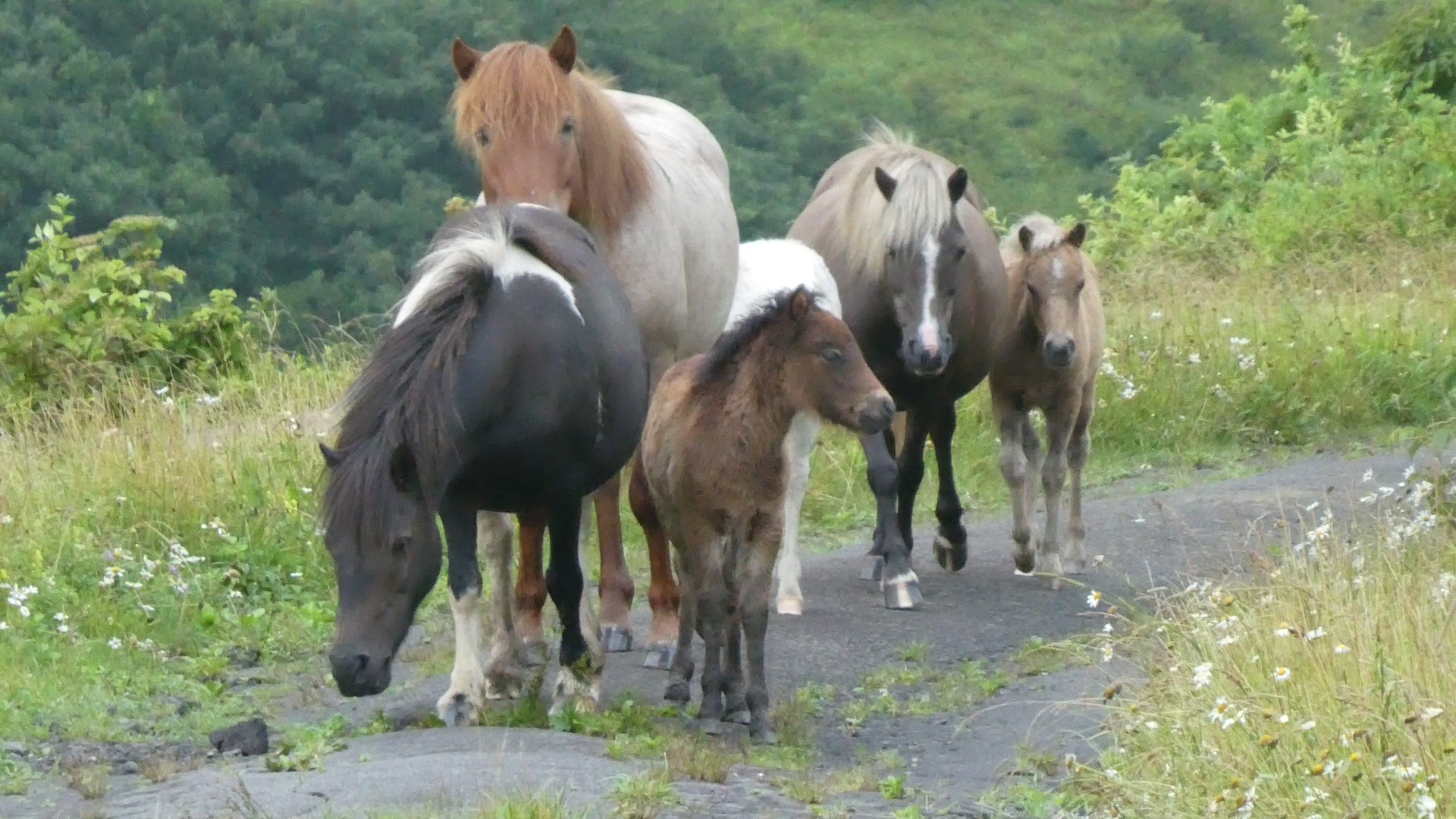 汐首山 野生の馬に道を譲る Chibitaさんの汐首山の活動日記 Yamap ヤマップ