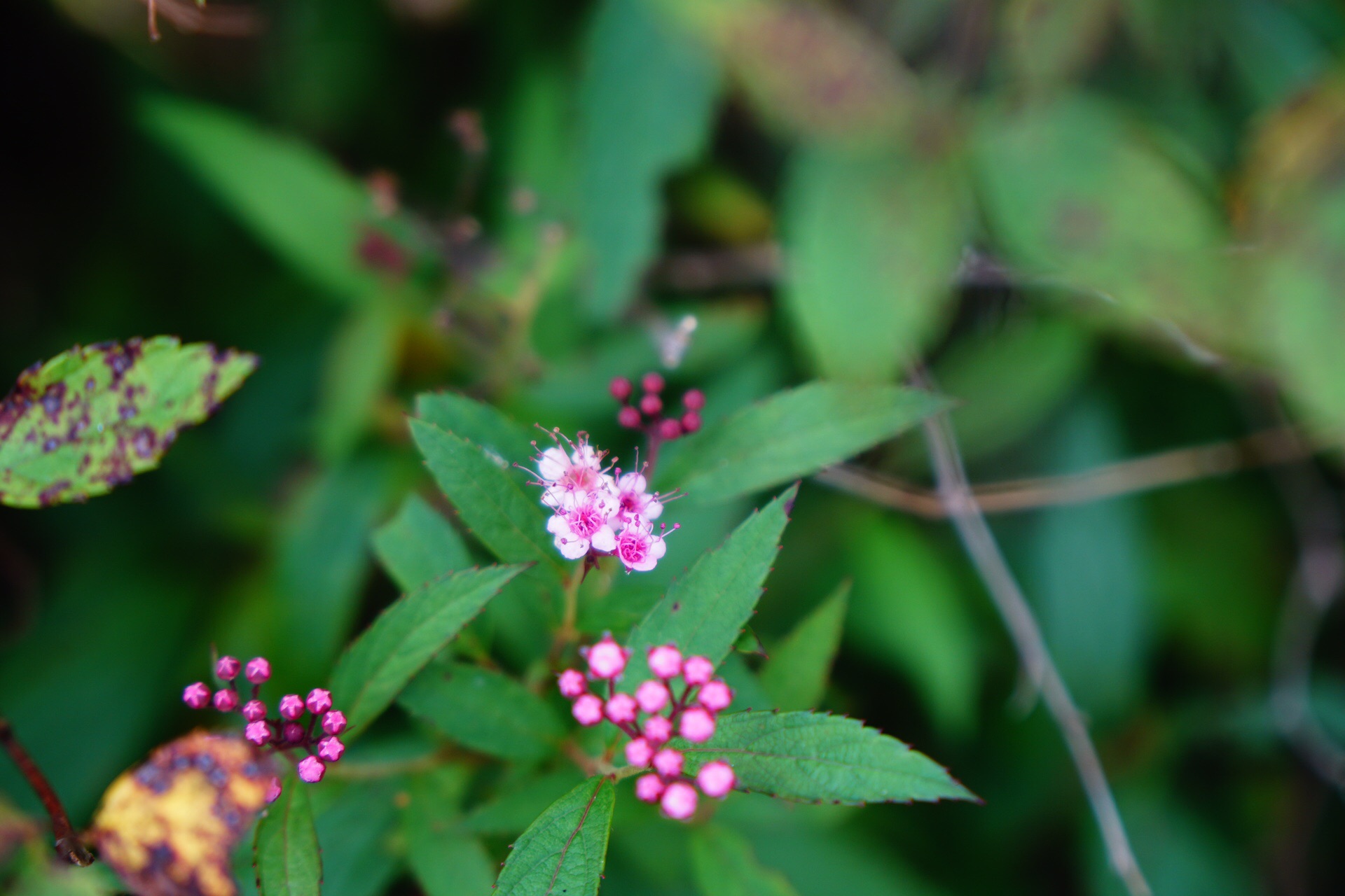 本当にあった怖い話し 19夏編 天狗の森ハーフ周回 ソーヤさんの天狗ノ森 天狗高原 黒滝山の活動日記 Yamap ヤマップ
