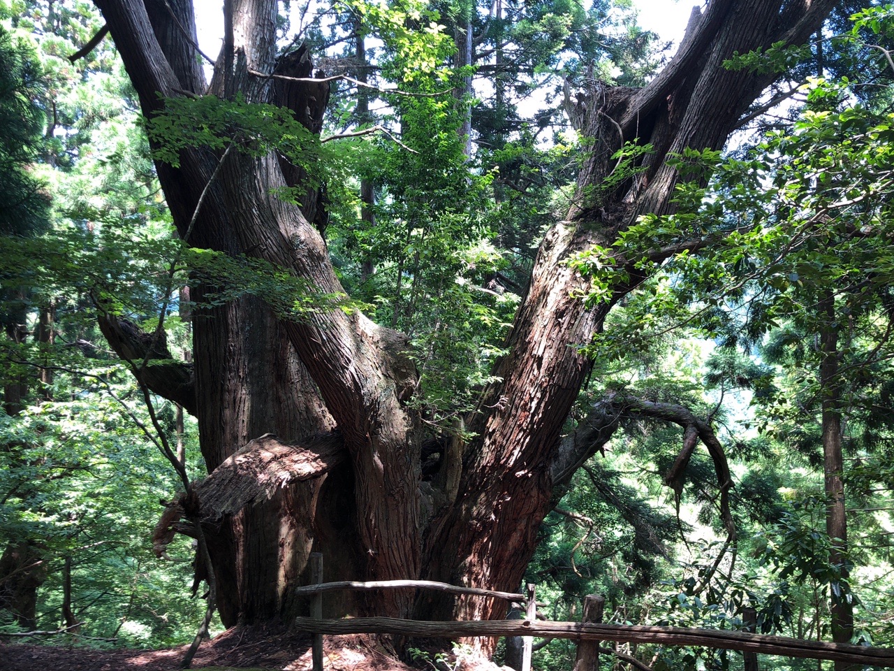片波伏条台杉群トレッキング 山大好きまっちゃんさんの鍋谷山 井ノ口山 湯槽山 片波山 の活動データ Yamap ヤマップ