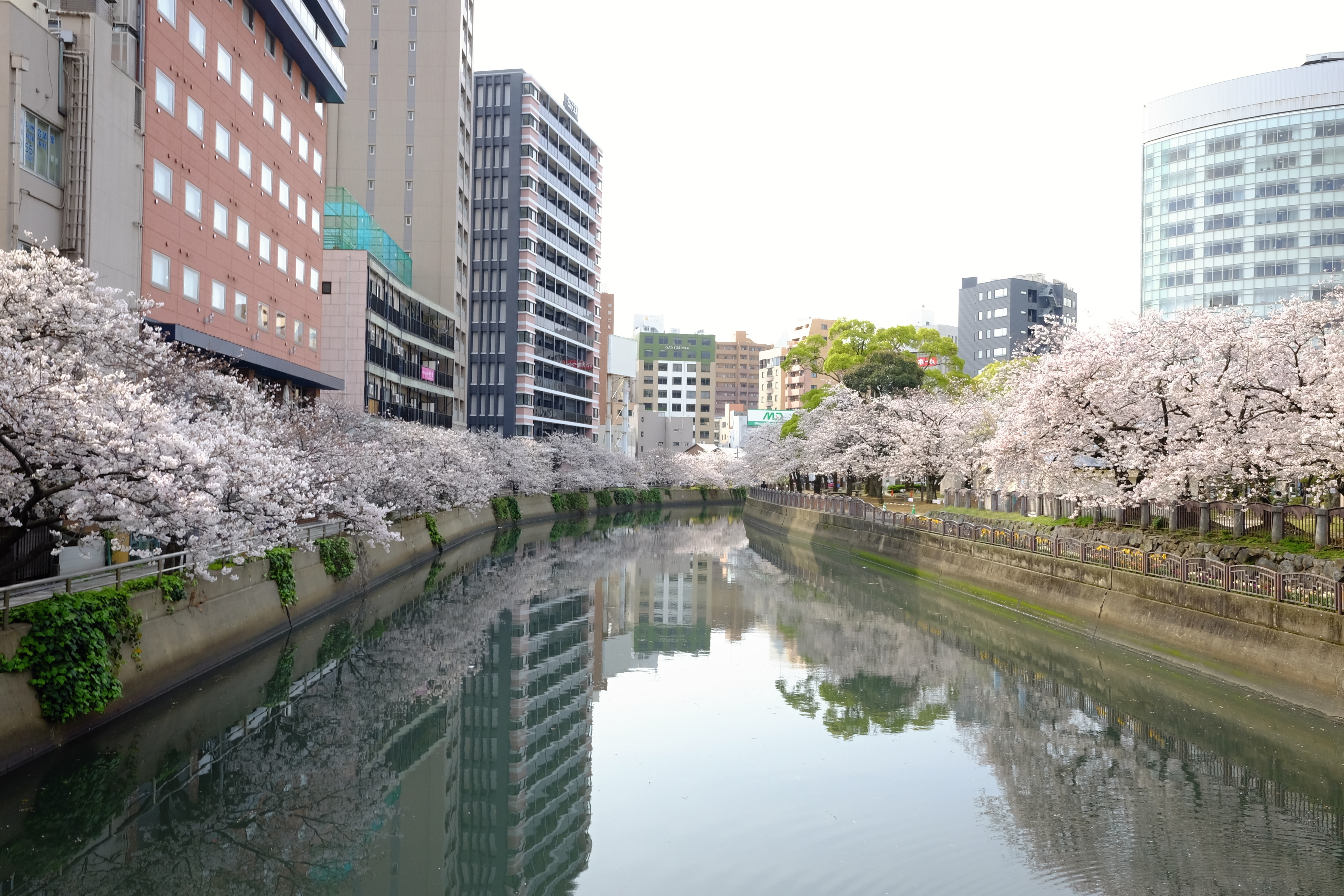 春のアクロス山 へるにゃんさんのアクロス山の活動日記 Yamap ヤマップ