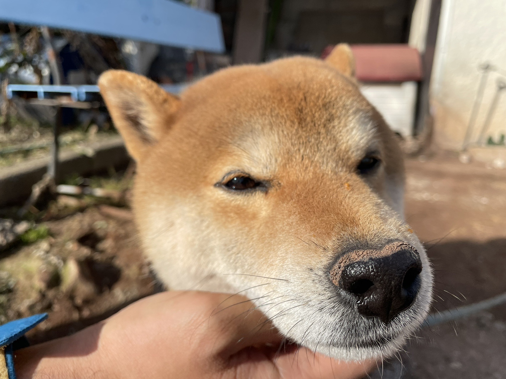 山頂で柴犬もふもふ山登り のんのんさんの金峰山 熊本県 二ノ岳 三ノ岳の活動データ Yamap ヤマップ