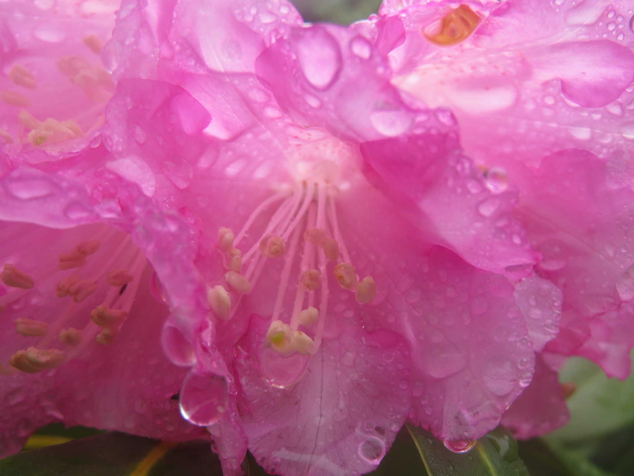 梅雨入り 三方岩岳 野谷庄司山 19 06 08 Manoさんの三方岩岳 妙法山の活動日記 Yamap ヤマップ