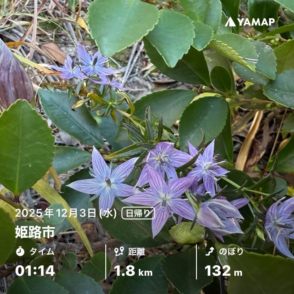 ムラサキセンブリ苗木 ムラサキセンブリ｜そだレポ（栽培レポート）by春ちゃん｜みんなの趣味