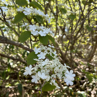 荒島岳 オオカメノキ