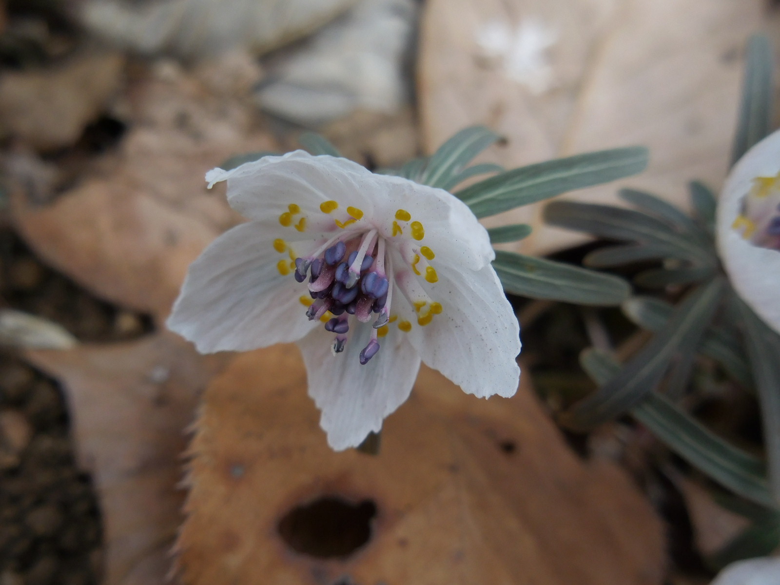 春を告げる花 節分草 を愛でに都立野川公園に行こう にいにさんの東京都23区 西エリアの活動データ Yamap ヤマップ