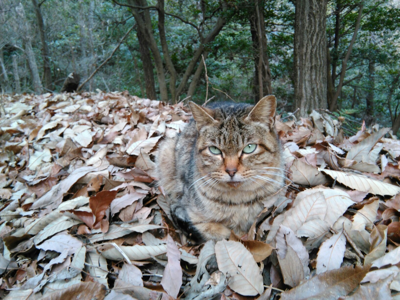 蛍の光♬窓の雪🎶 / シルクサロモンさんの尾張富士・尾張本宮山・尾張白山の活動データ YAMAP / ヤマップ