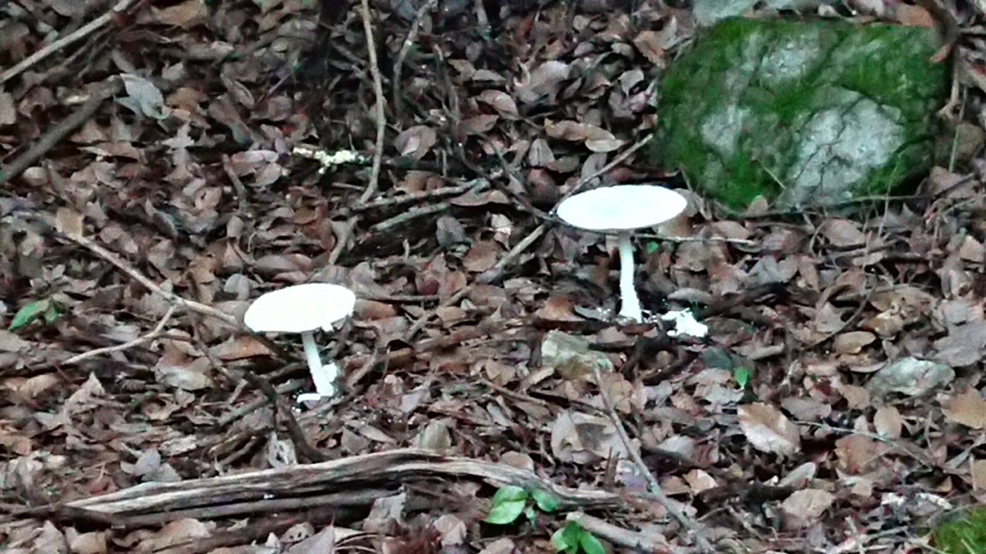 朝活 金勝アルプスの鶏冠山 まっつん さんの金勝アルプス 鶏冠山 竜王山 の活動日記 Yamap ヤマップ