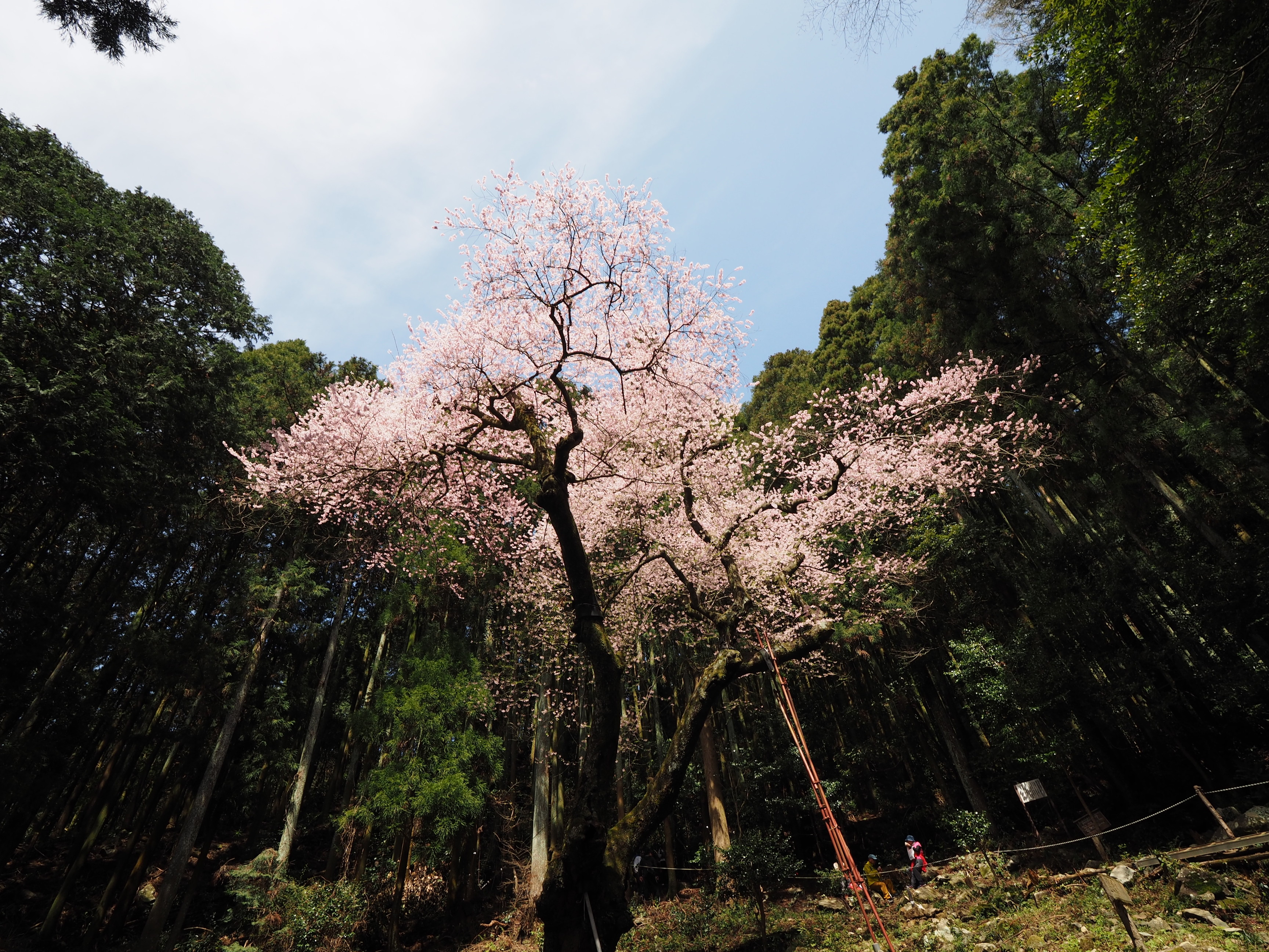 福智山 虎尾桜 と翁草 Tacticeさんの福智山 尺岳 雲取山の活動データ Yamap ヤマップ